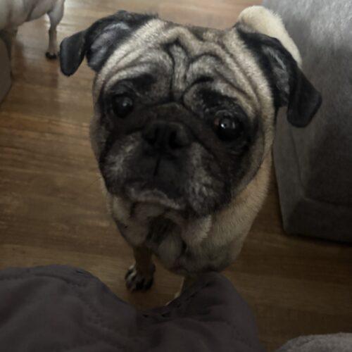 Bernard, Adoptable, Senior Male Pug.
