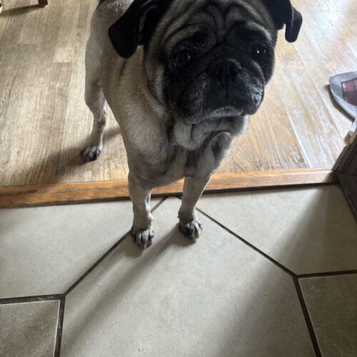 Bernard, a Adoptable Pug in Seattle, WA image 2/5
