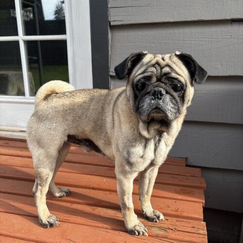 Bernard, a Adoptable Pug in Seattle, WA image 3/5