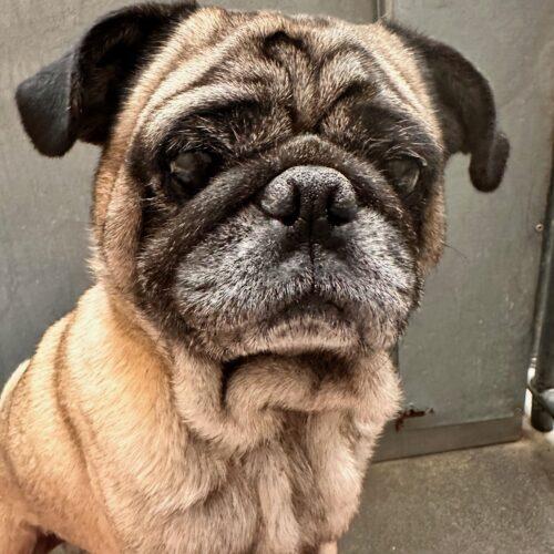 Bernard, a Adoptable Pug in Seattle, WA image 4/5
