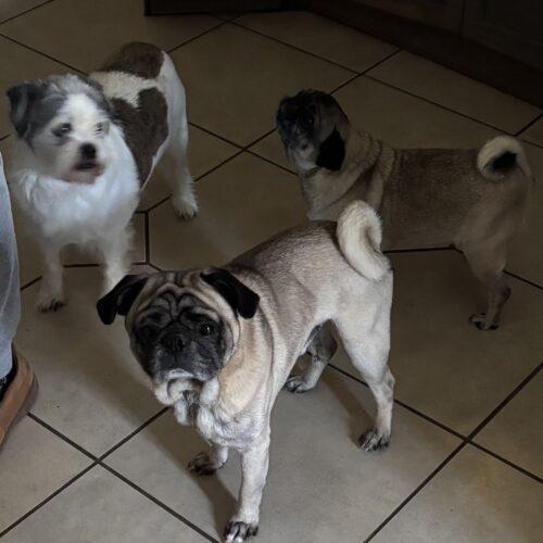 Bernard, a Adoptable Pug in Seattle, WA image 5/5