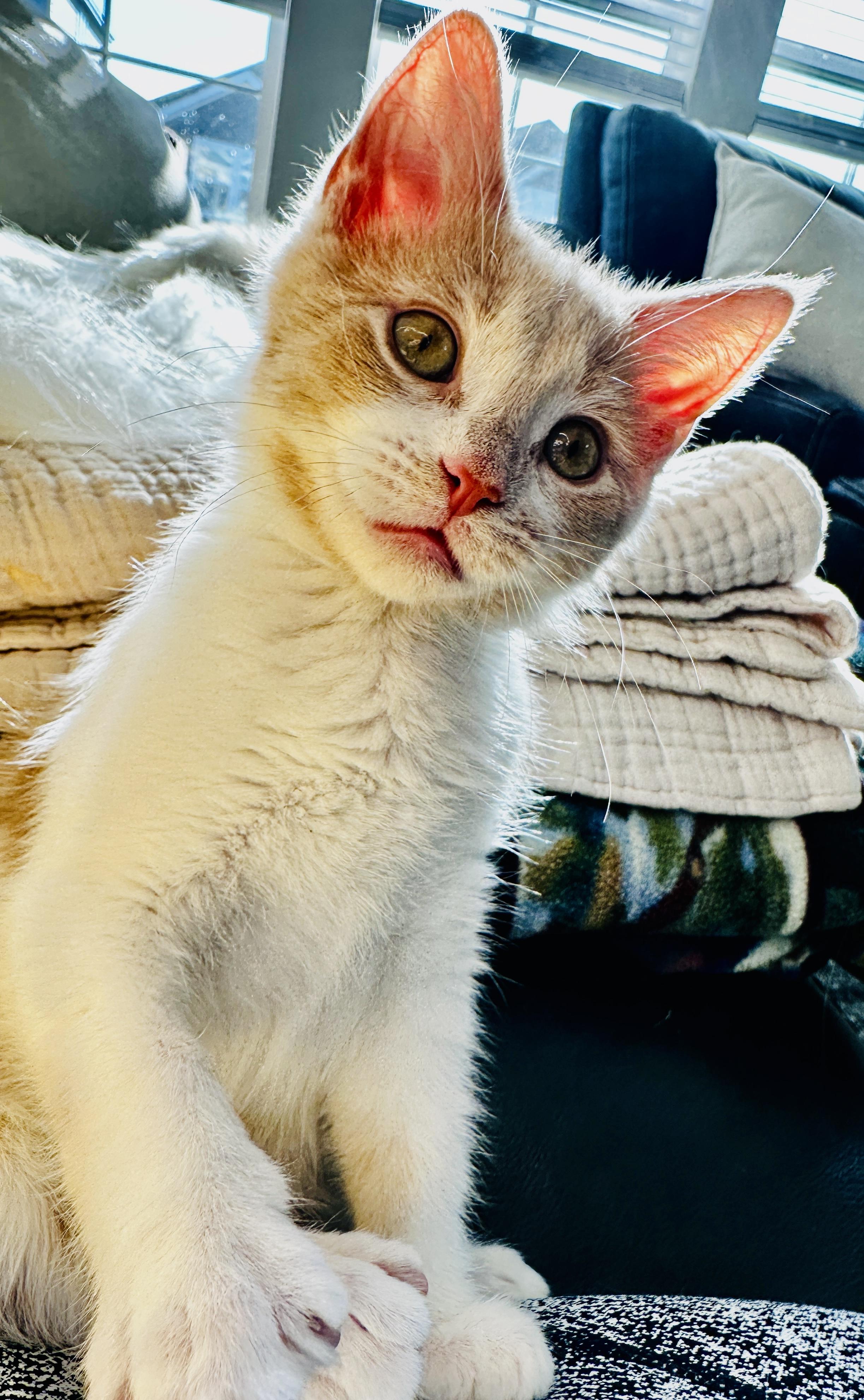 Enlarge Candy, an adopted mixed breed in Lakeville, MN image 4/6