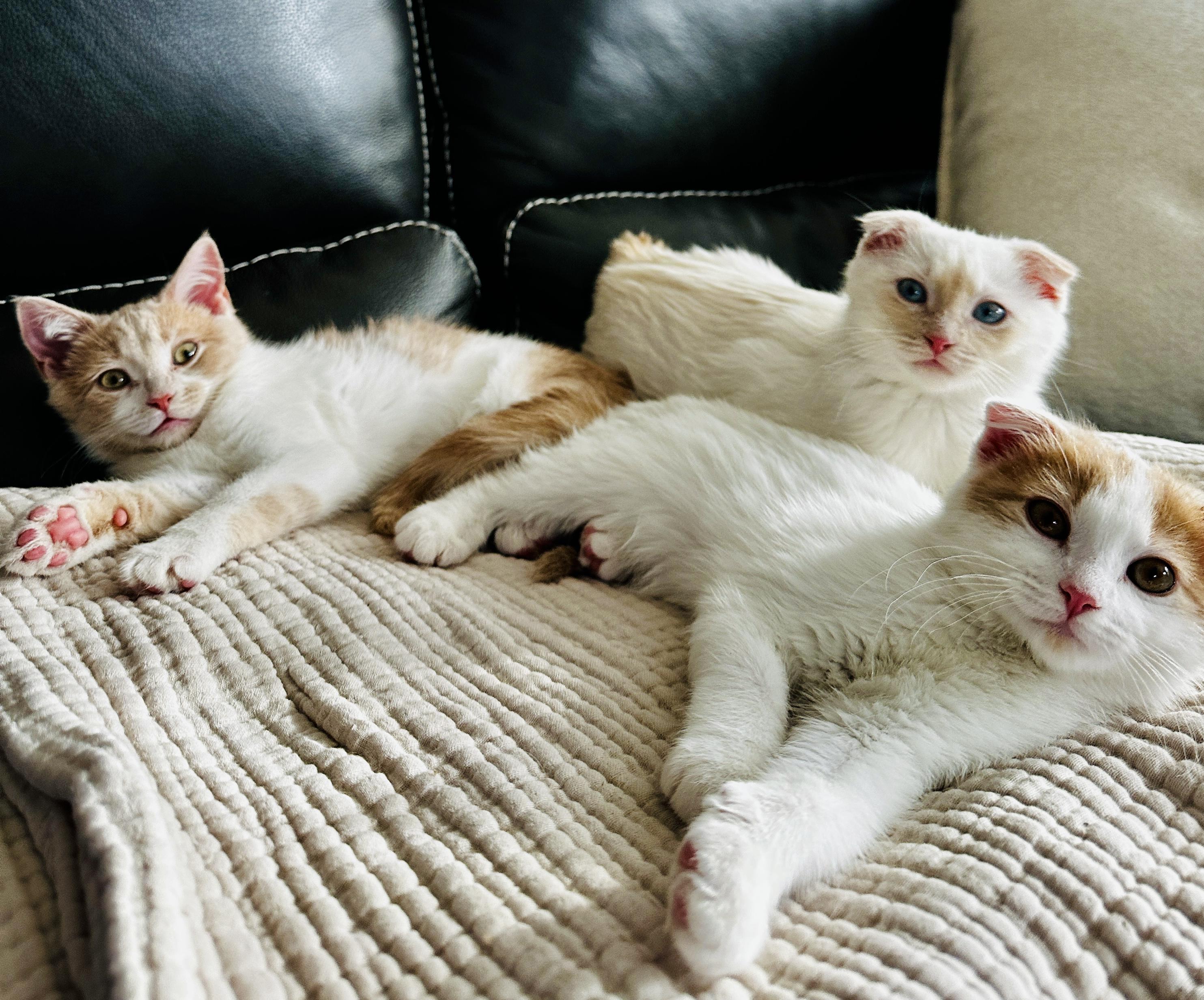 Enlarge Candy, an adopted mixed breed in Lakeville, MN image 6/6