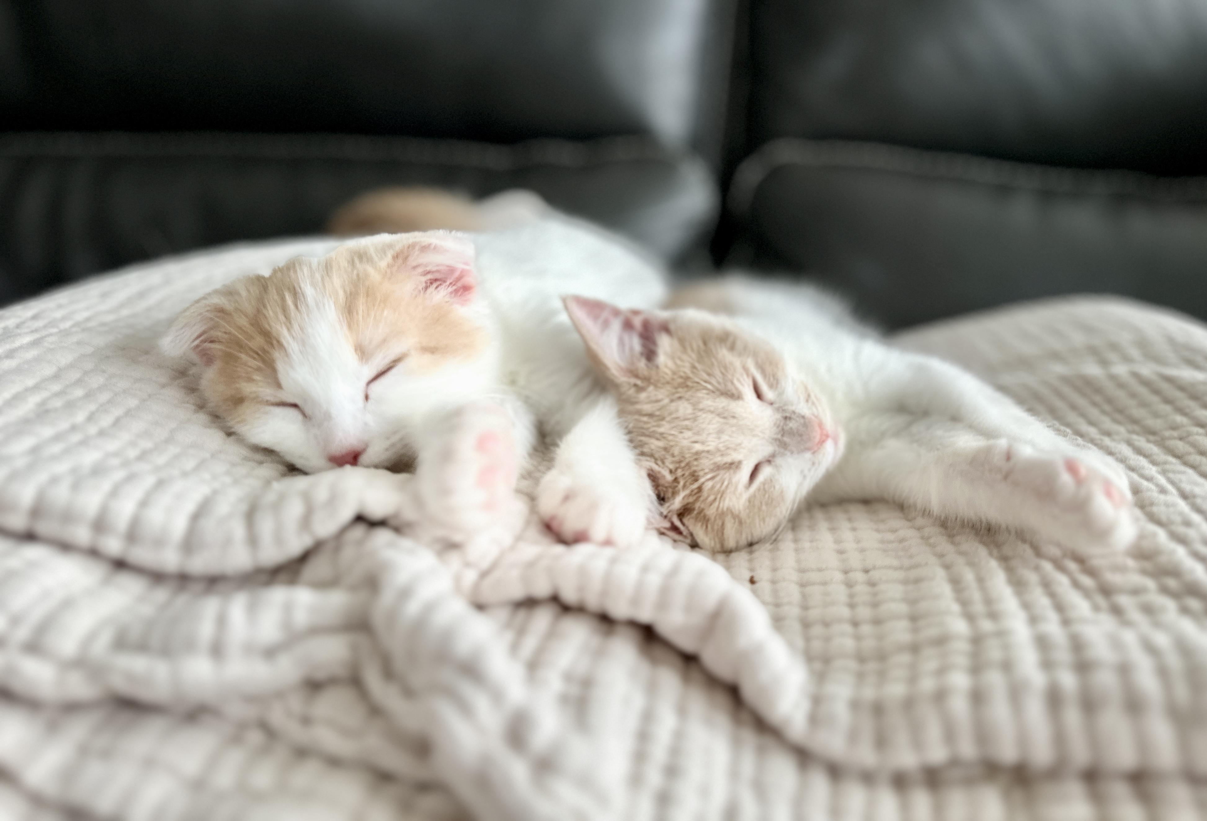 Enlarge Candy, an adopted mixed breed in Lakeville, MN image 2/6