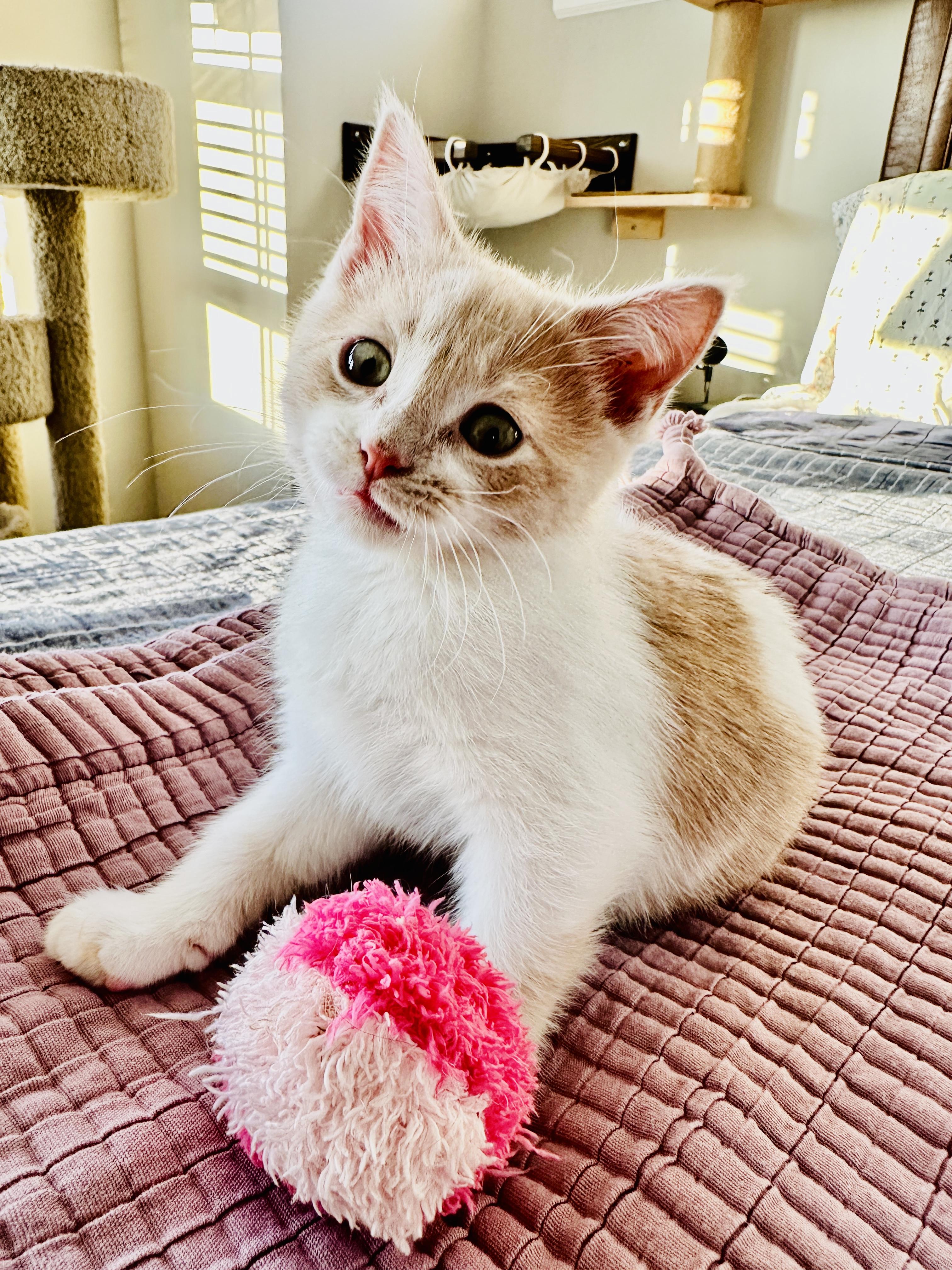 Enlarge Candy, an adopted mixed breed in Lakeville, MN image 5/6