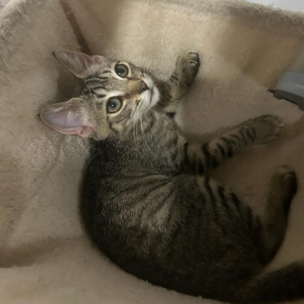 Willow, Adoptable, Young Female Domestic Short Hair.