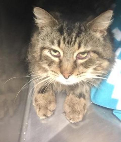 Abel, Adopted, Adult Male Maine Coon & Domestic Long Hair.