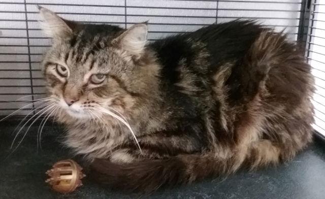 Abel, a Adopted mixed breed in Amelia, OH image 2/3