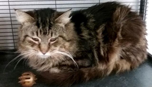 Abel, a Adopted mixed breed in Amelia, OH image 3/3