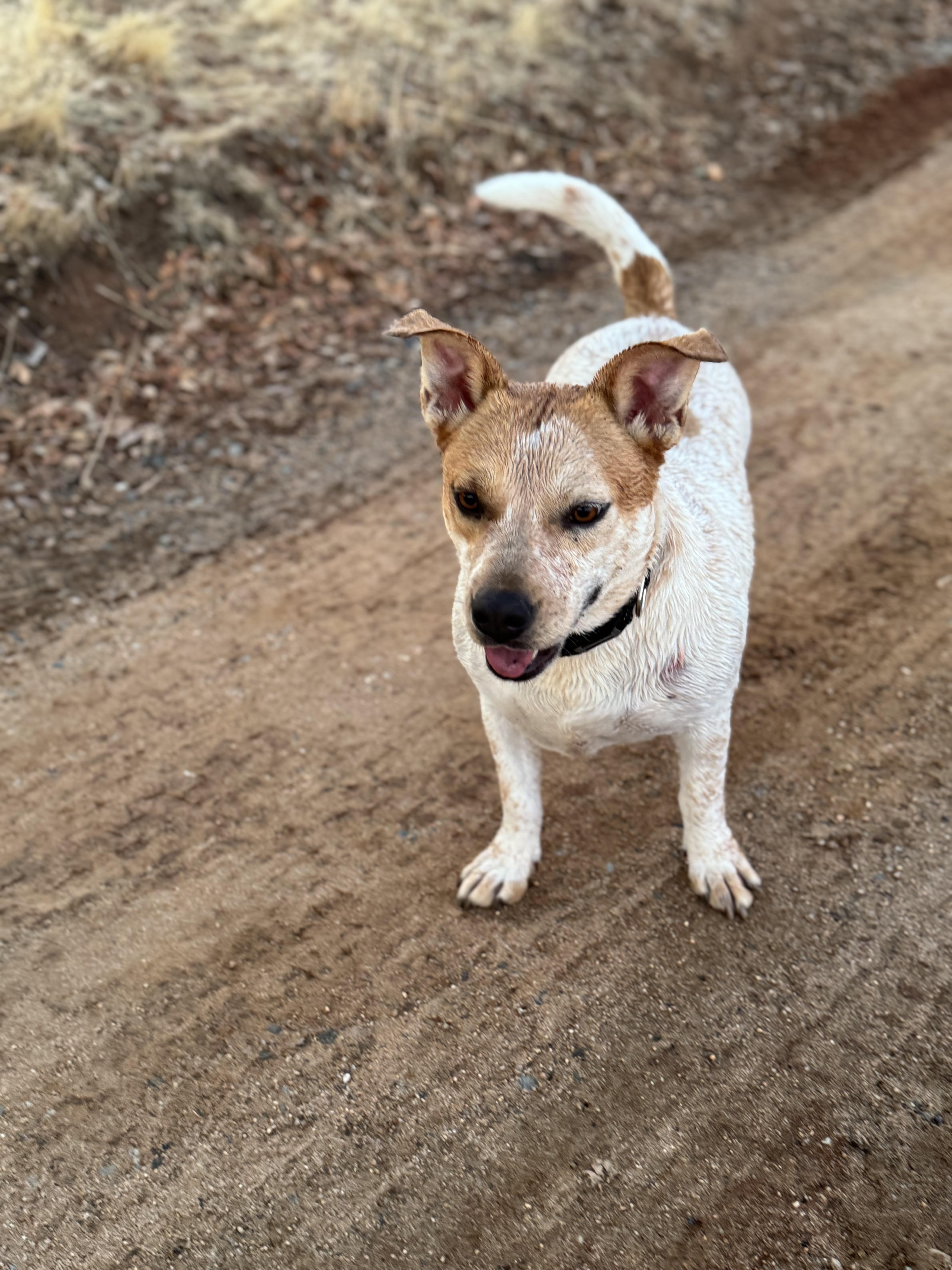 Ethel, Adoptable, Young Female Australian Cattle Dog / Blue Heeler & Corgi.