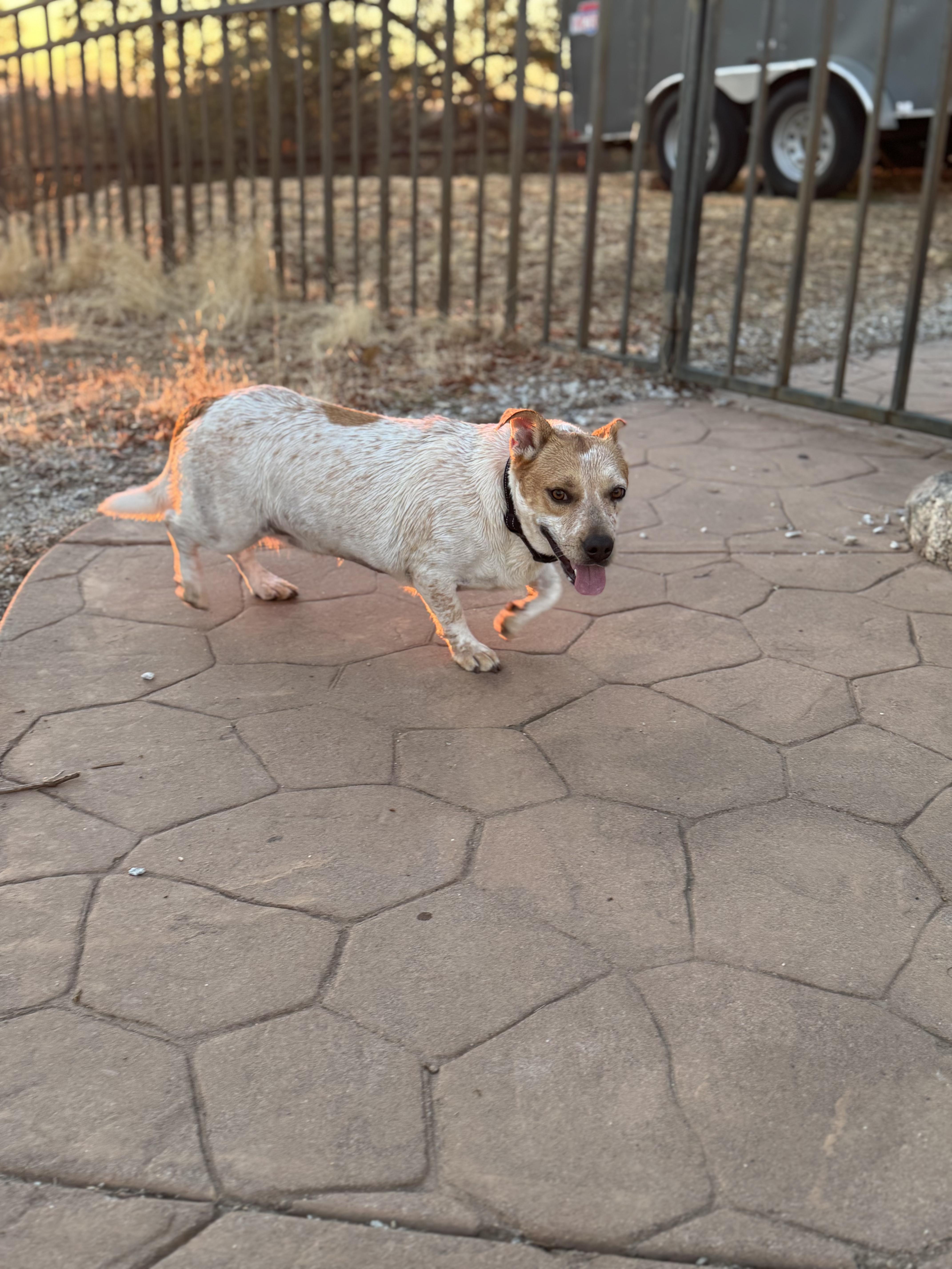 Ethel, a Adoptable mixed breed in Coarsegold, CA image 2/4