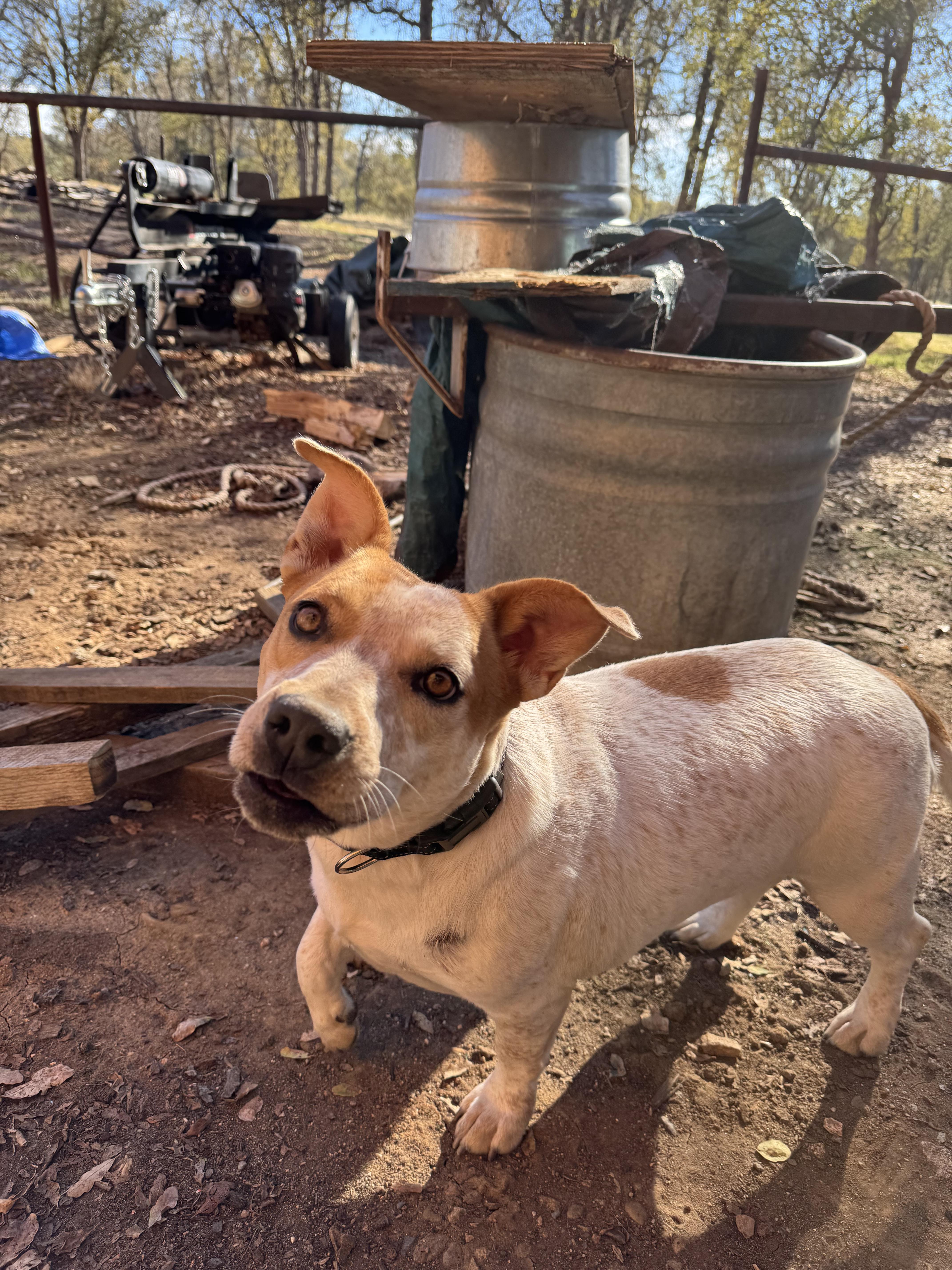 Ethel, a Adoptable mixed breed in Coarsegold, CA image 3/4