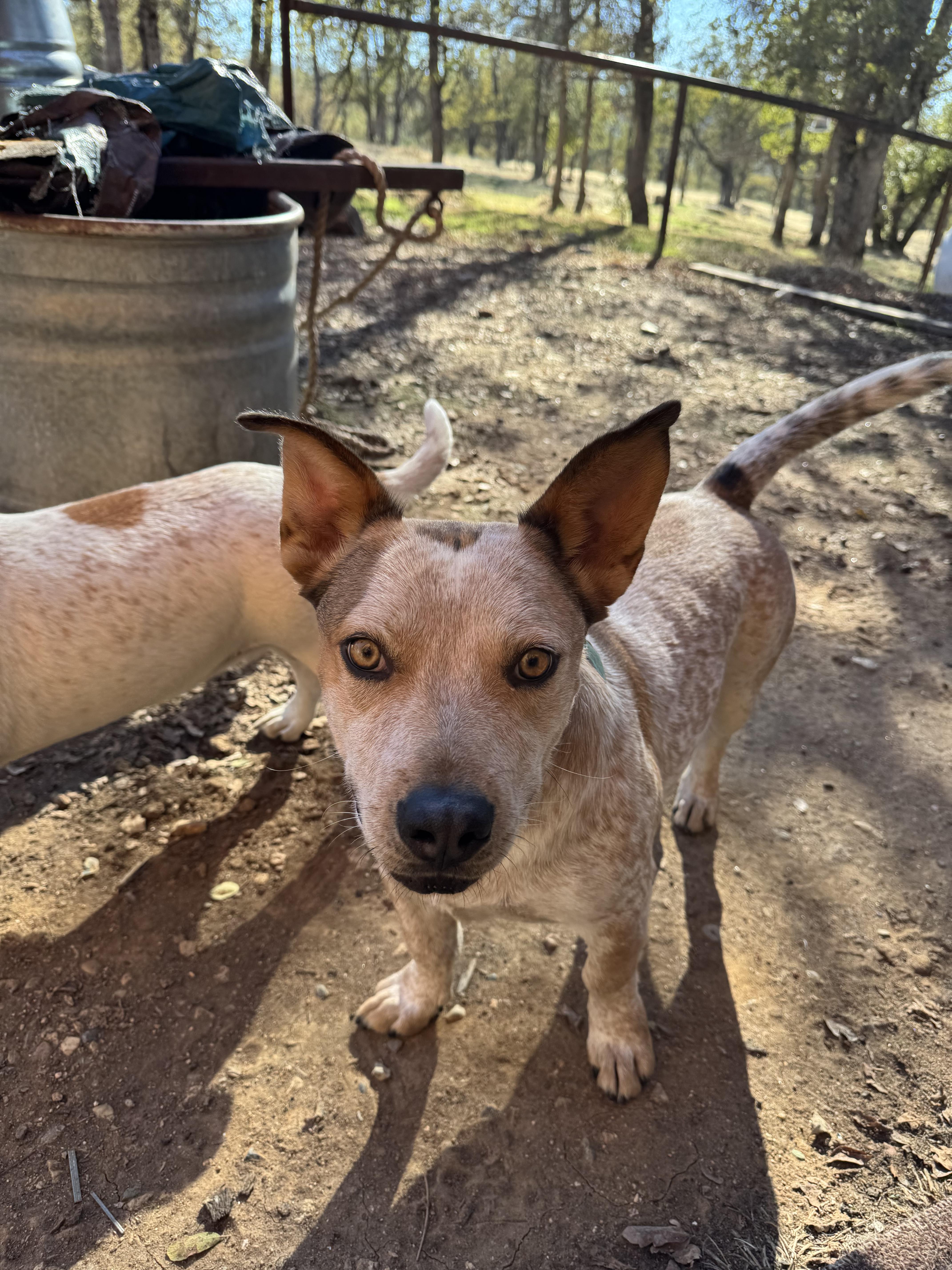 Ethel, a Adoptable mixed breed in Coarsegold, CA image 4/4