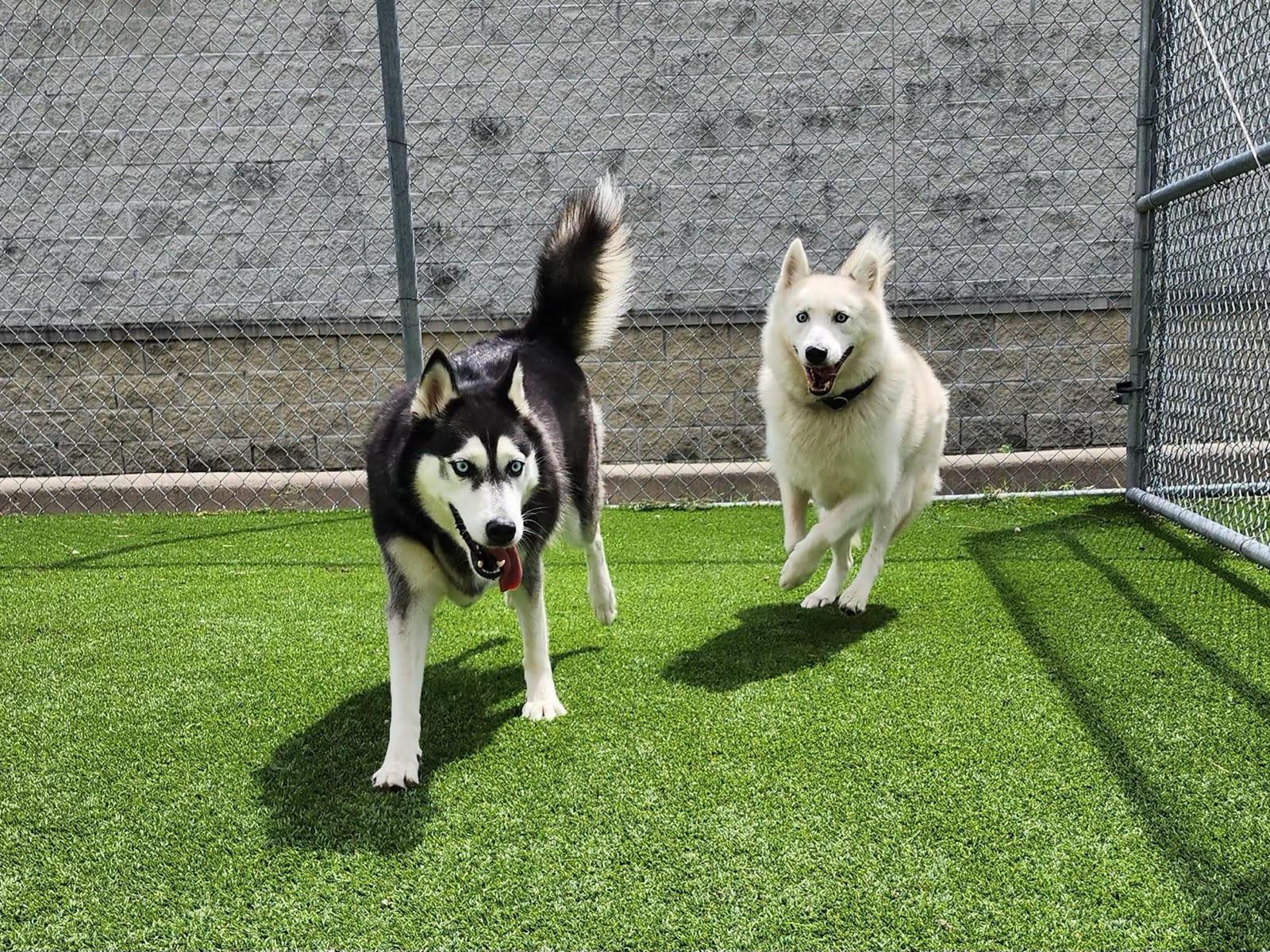 Enlarge Axel and Canada : Bonded Tragic Pair, a Adoptable mixed breed in Colorado Springs, CO image 1/6