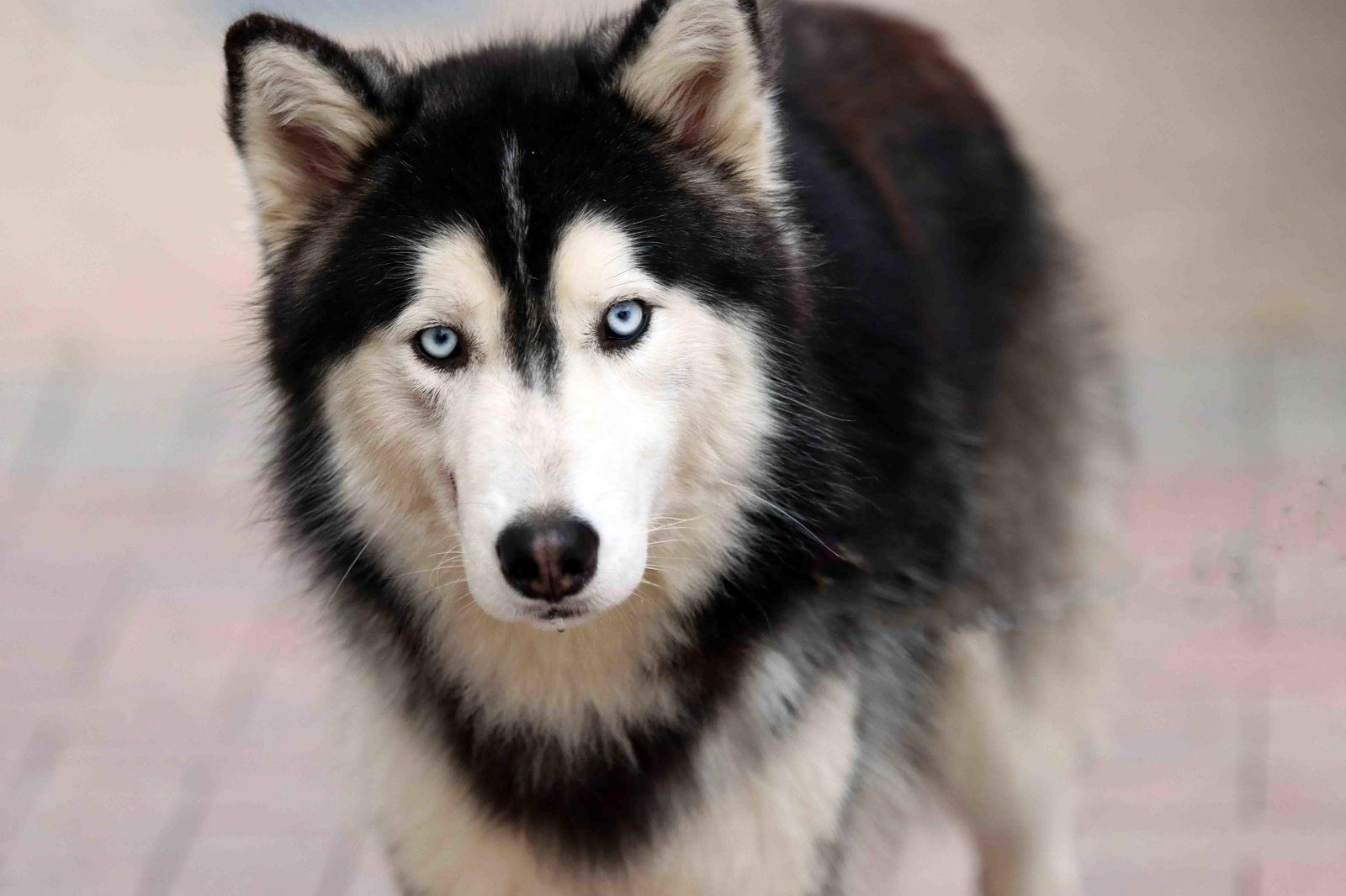 Tuxedo, Adoptable, Adult Male Siberian Husky.