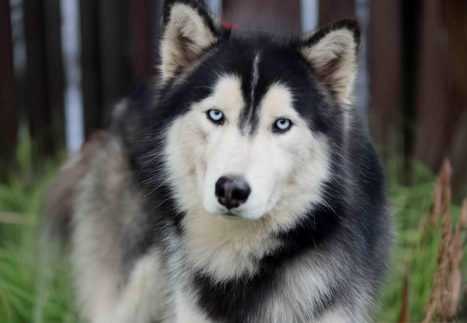 Tuxedo, a Adoptable Siberian Husky in Walnut Creek, CA image 2/3