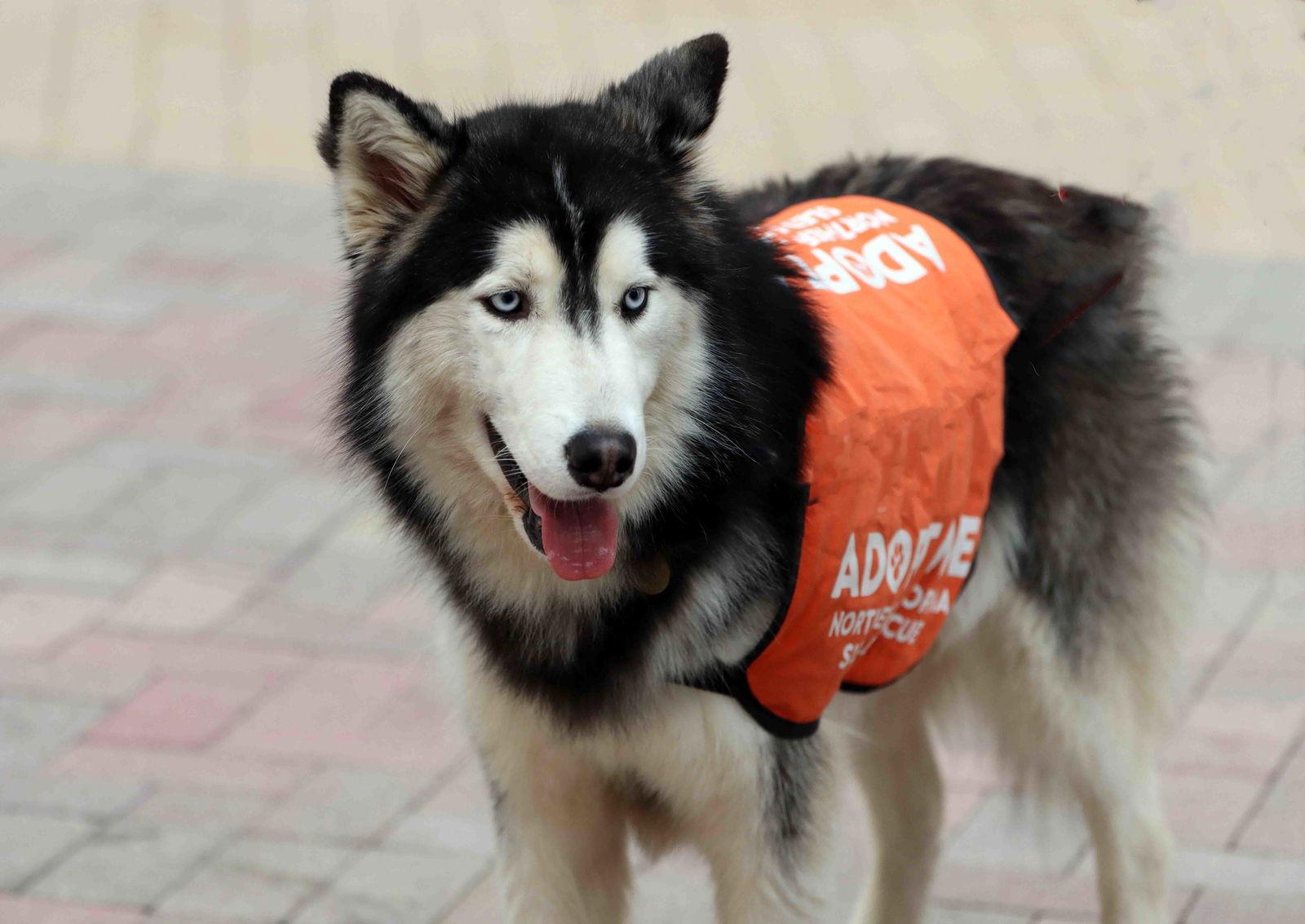 Tuxedo, a Adoptable Siberian Husky in Walnut Creek, CA image 3/3