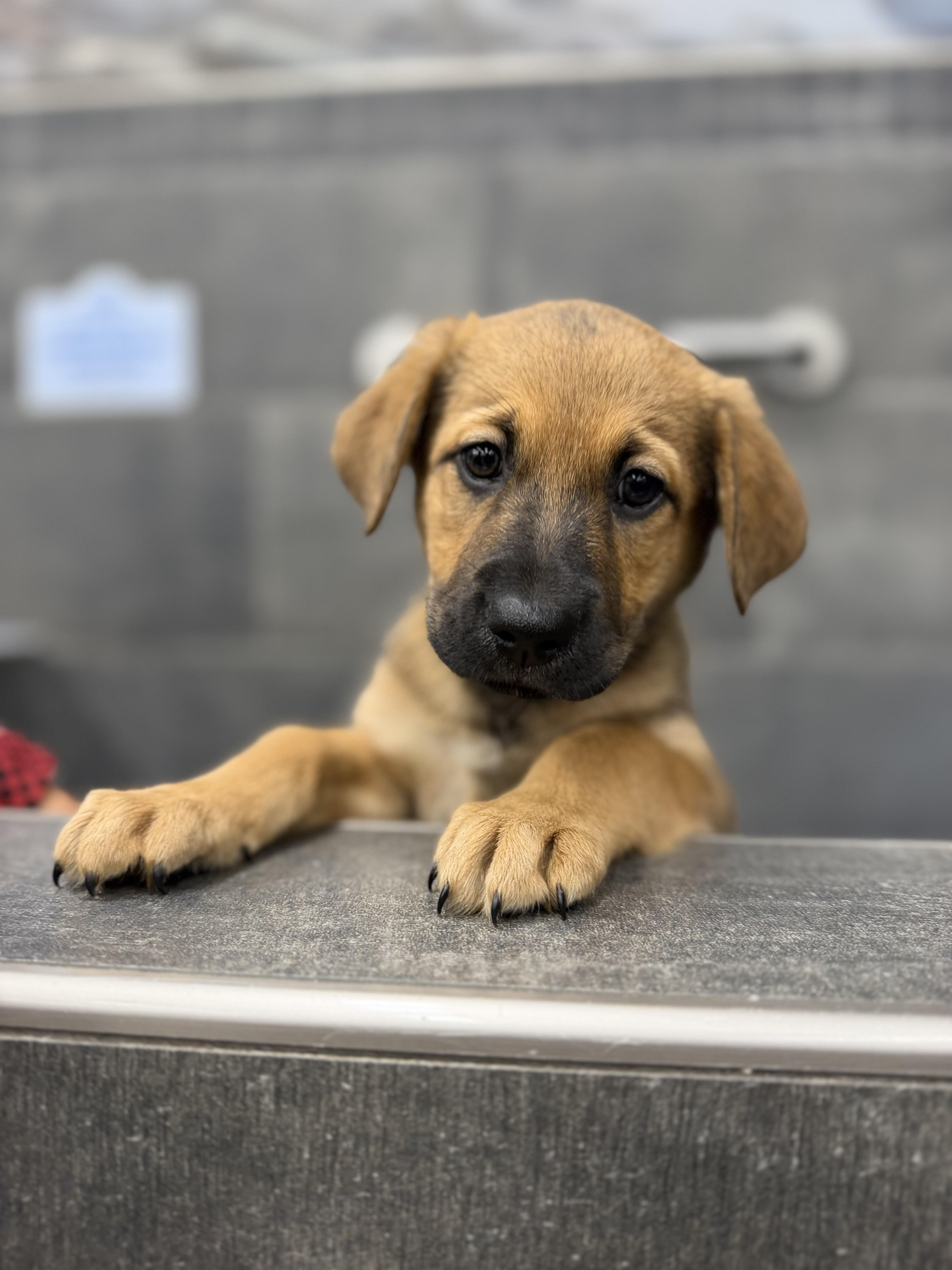 Ginny, a ADOPTABLE mixed breed in Erin, ON image 3/6