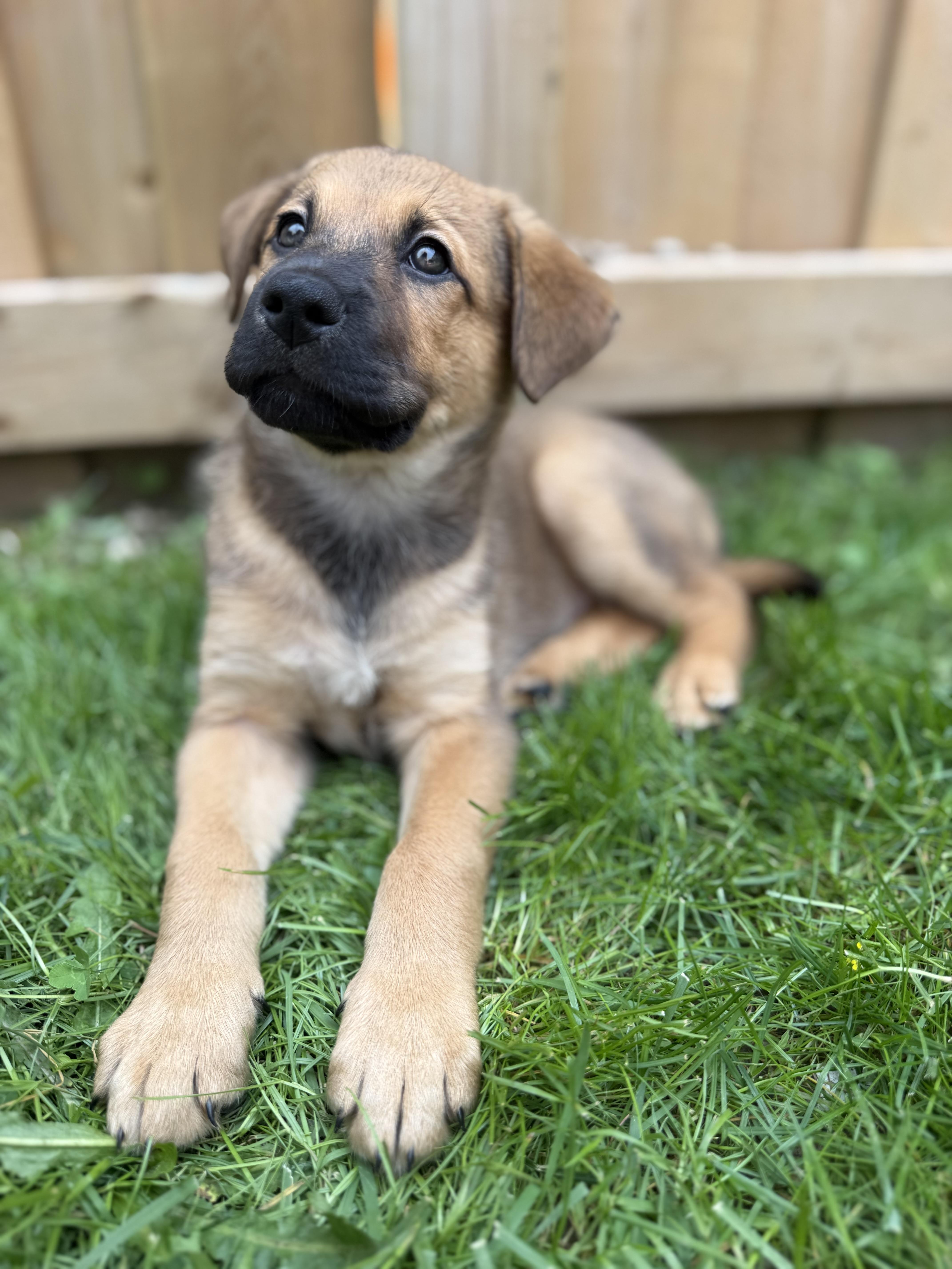 Ginny, a ADOPTABLE mixed breed in Erin, ON image 5/6
