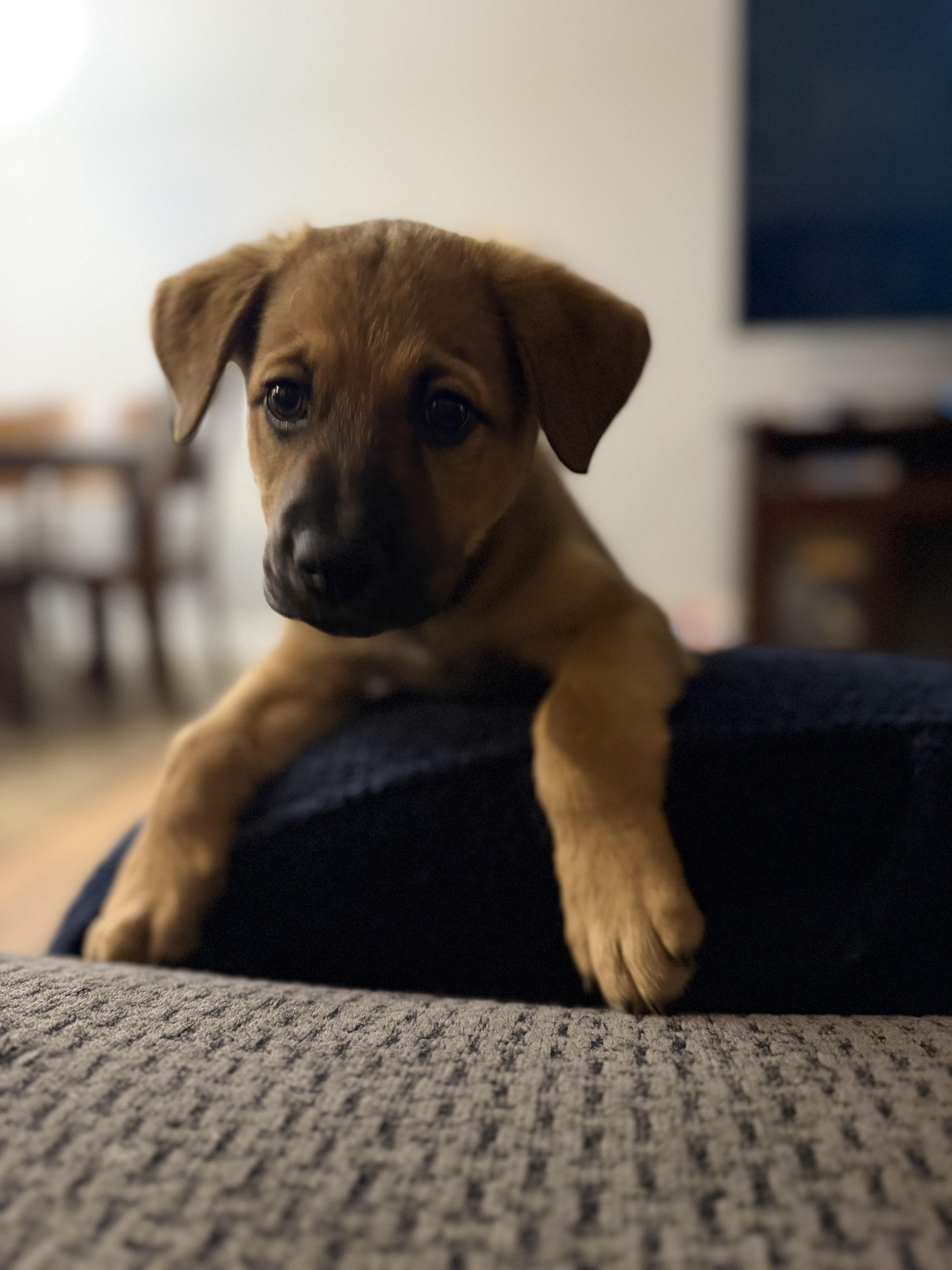 Ginny, a ADOPTABLE mixed breed in Erin, ON image 4/6