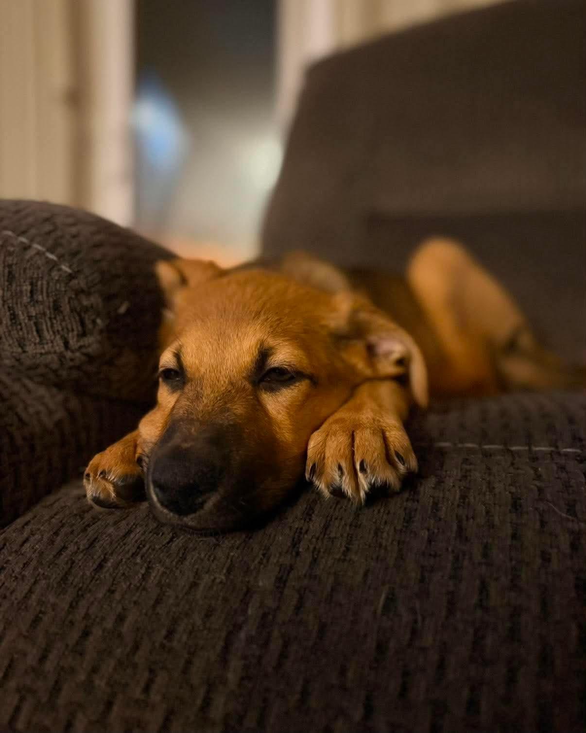 Enlarge Ginny, a ADOPTABLE mixed breed in Erin, ON image 4/6