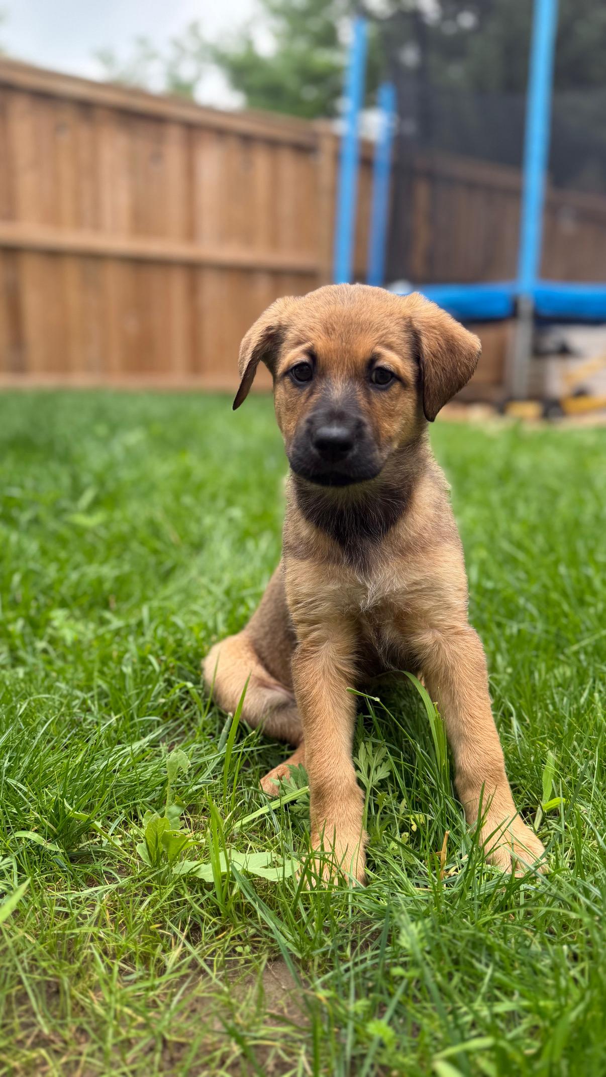 Ginny, ADOPTABLE, Puppy Female Shepherd & Labrador Retriever.