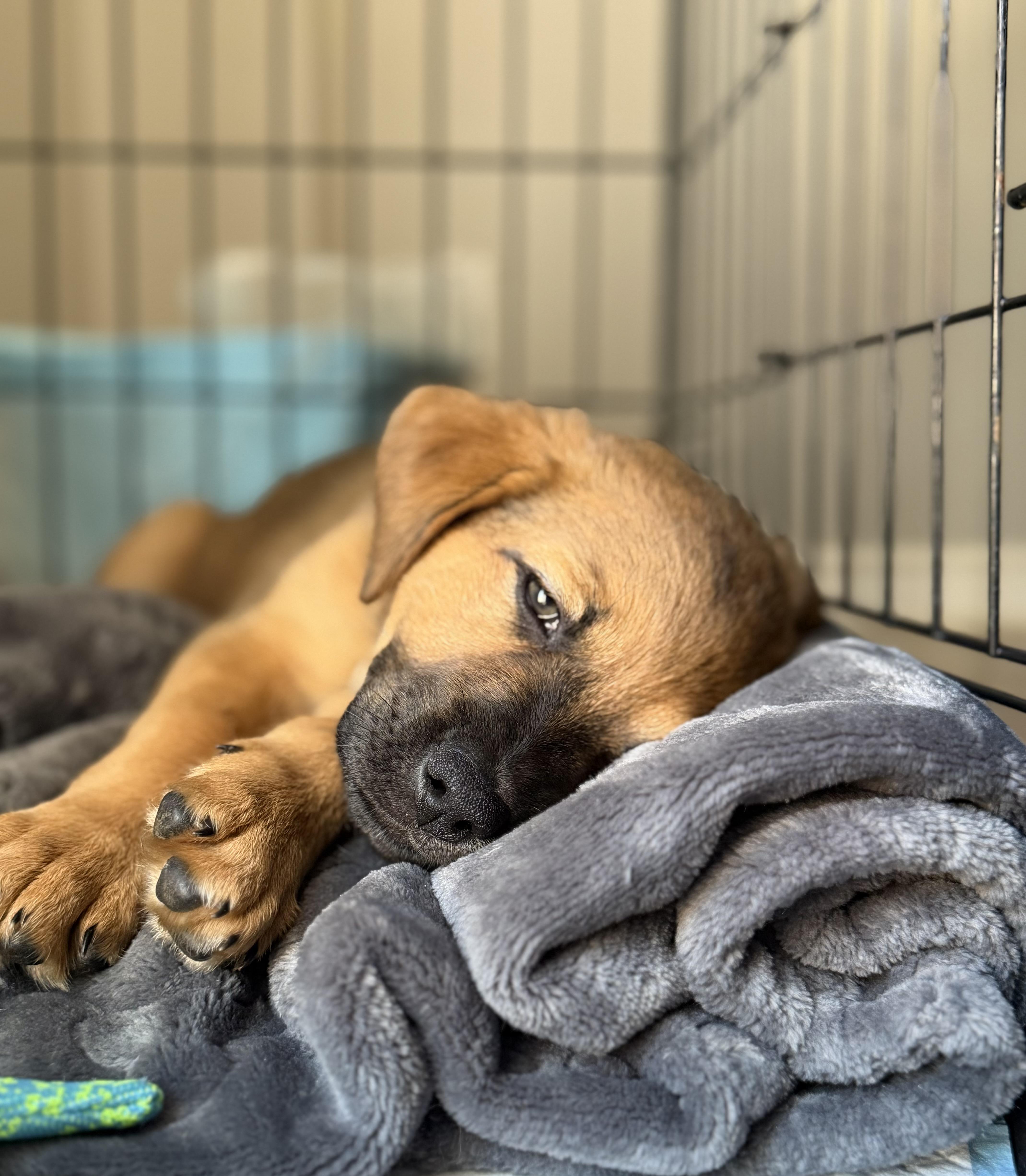 Ginny, a ADOPTABLE mixed breed in Erin, ON image 2/6
