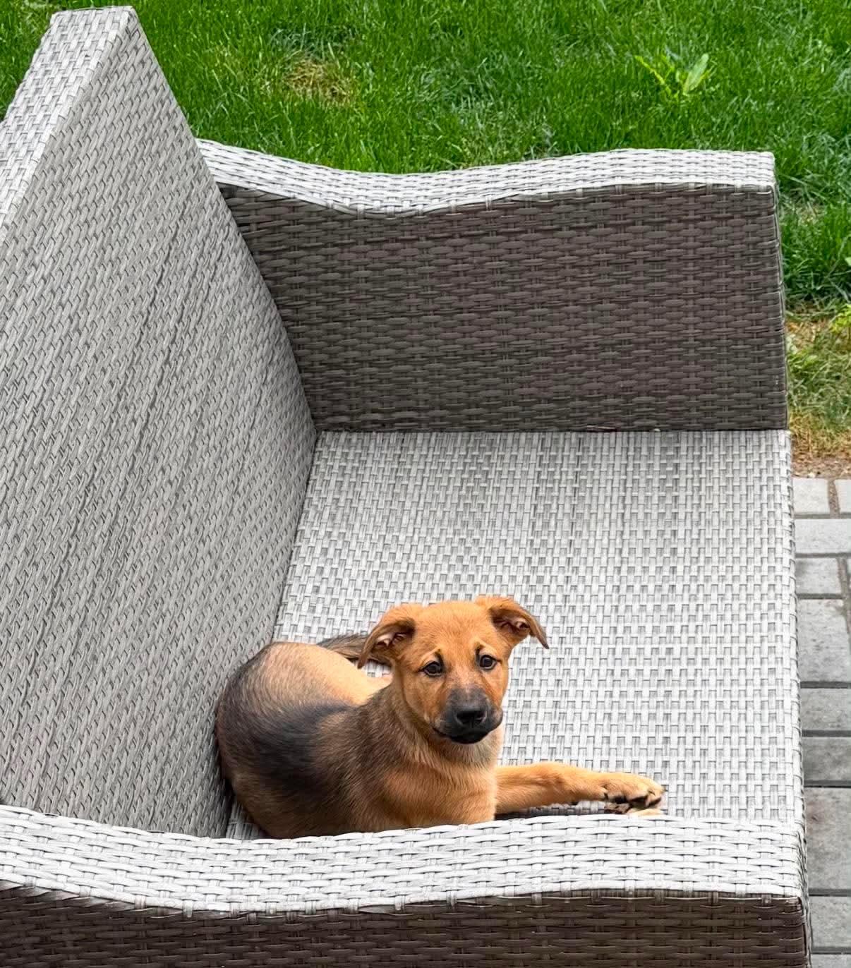 Enlarge Ginny, a ADOPTABLE mixed breed in Erin, ON image 6/6