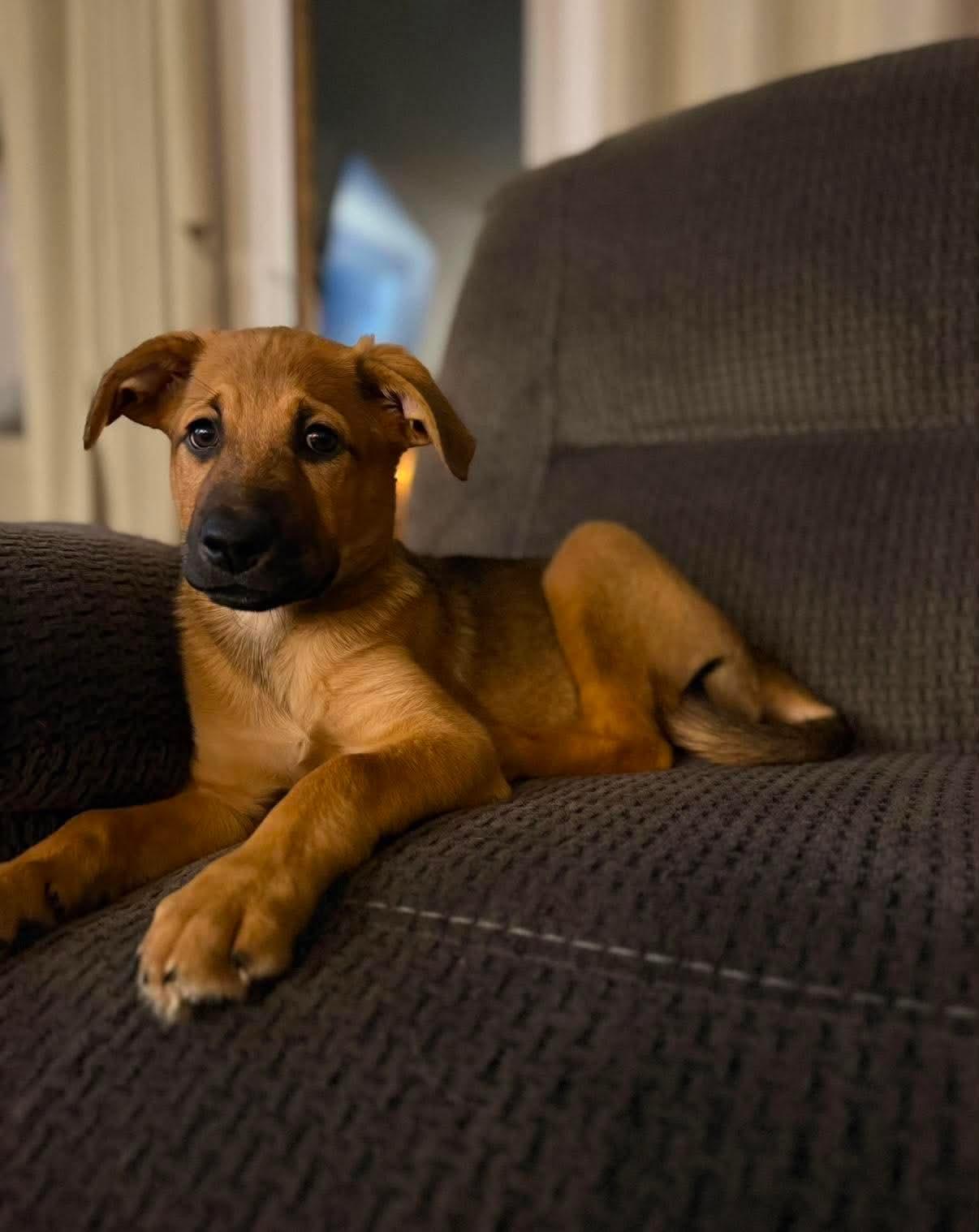 Enlarge Ginny, a ADOPTABLE mixed breed in Erin, ON image 3/6