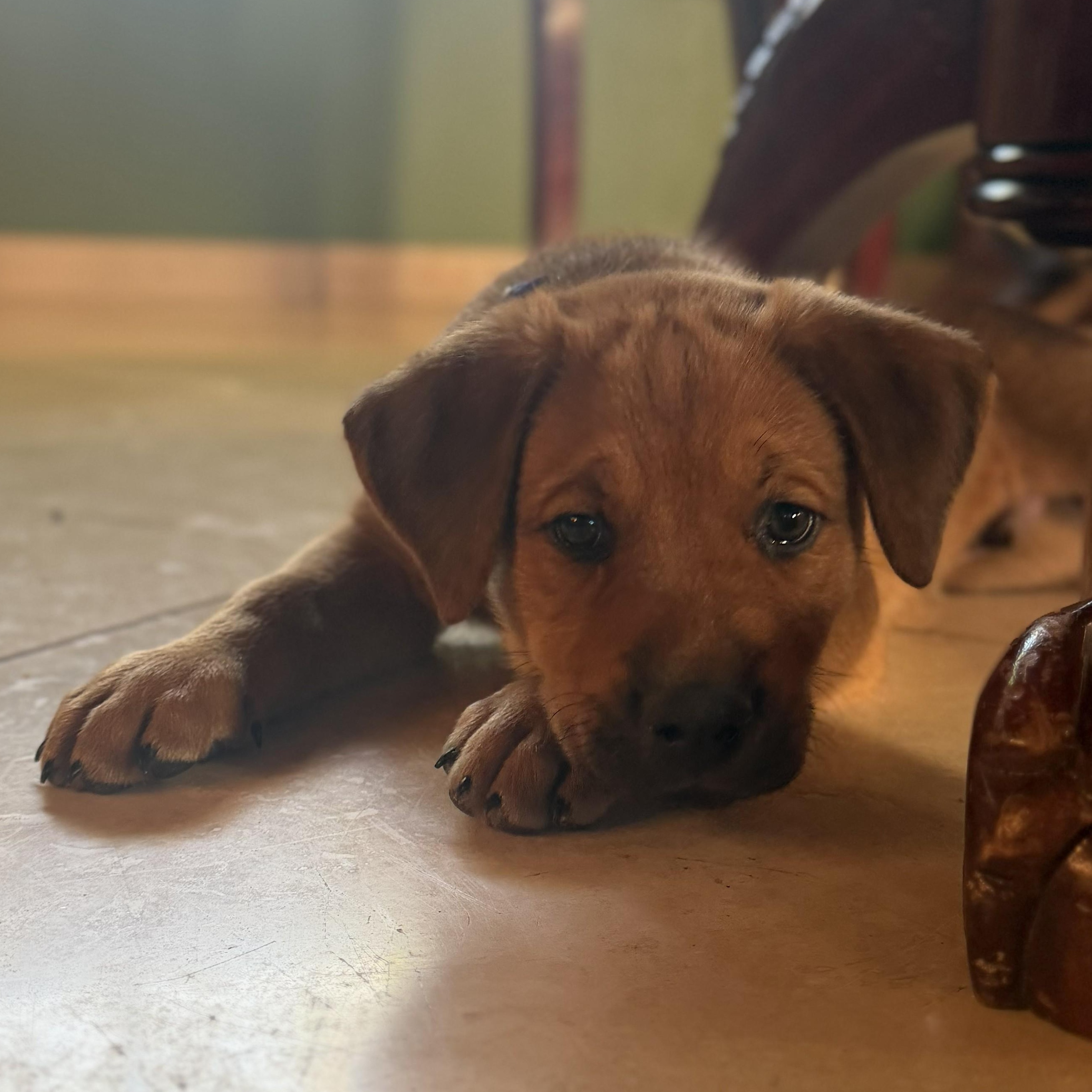 Enlarge Geddy, a Adoptable mixed breed in Oracle, AZ image 5/5
