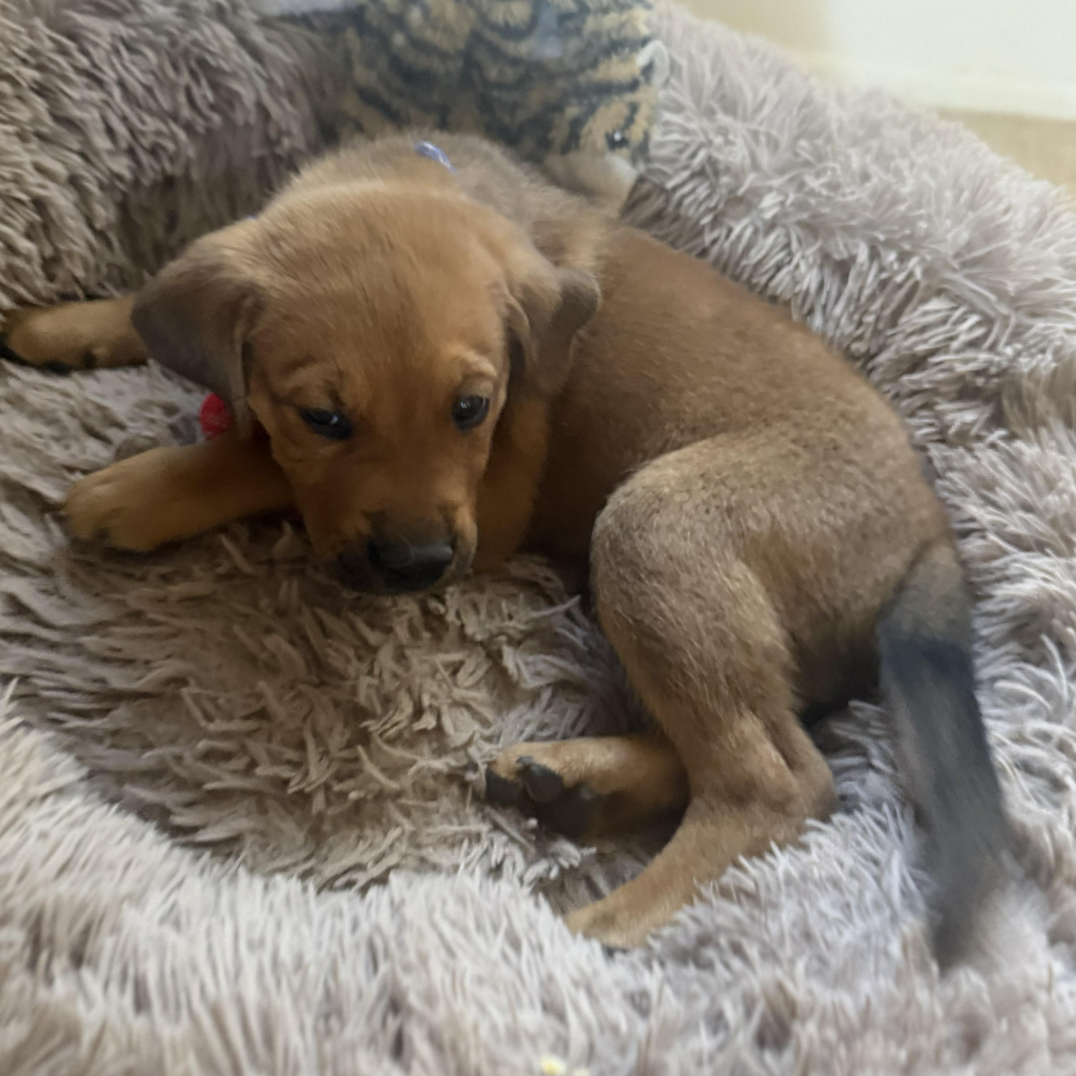 Enlarge Geddy, a Adoptable mixed breed in Oracle, AZ image 3/5