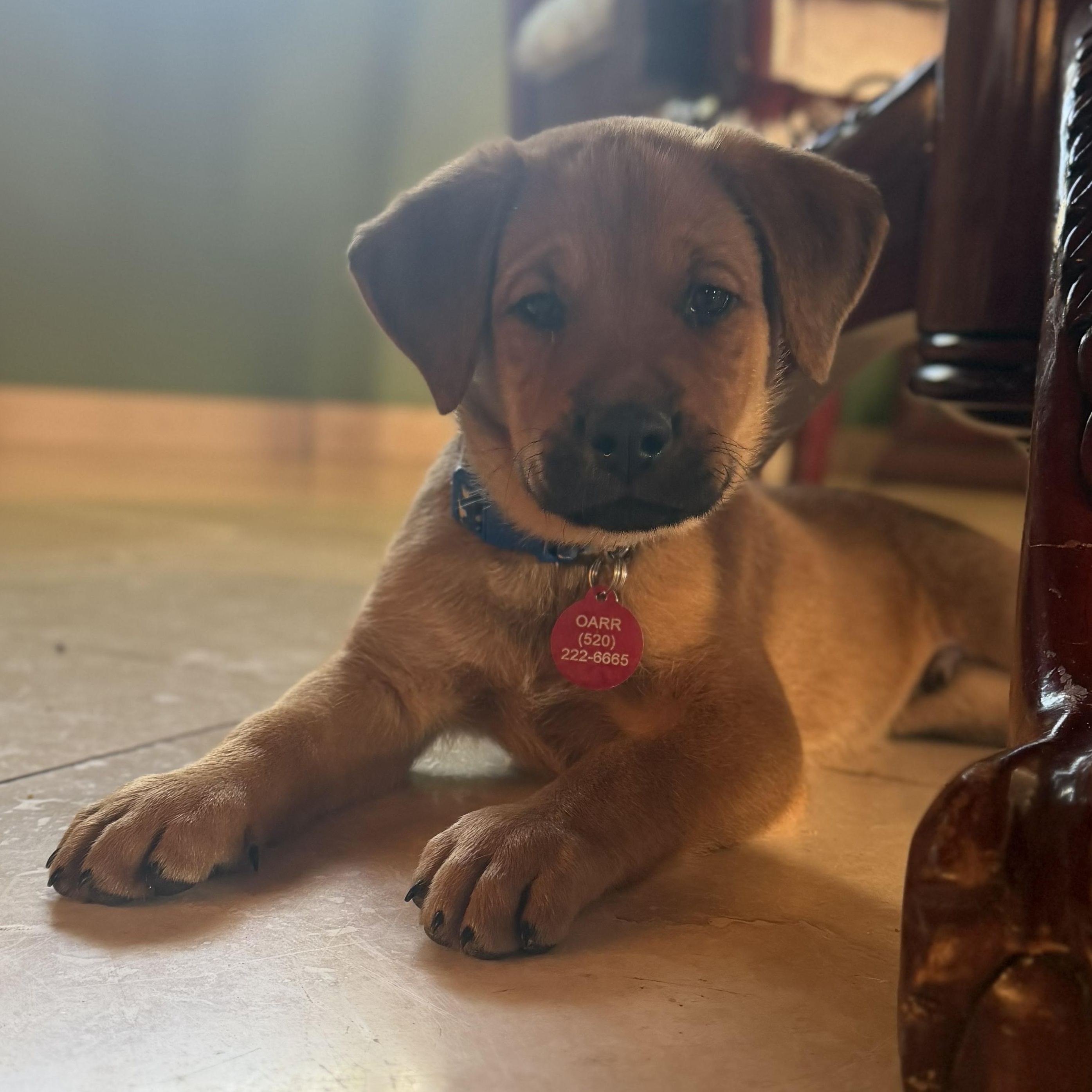 Enlarge Geddy, a Adoptable mixed breed in Oracle, AZ image 2/5
