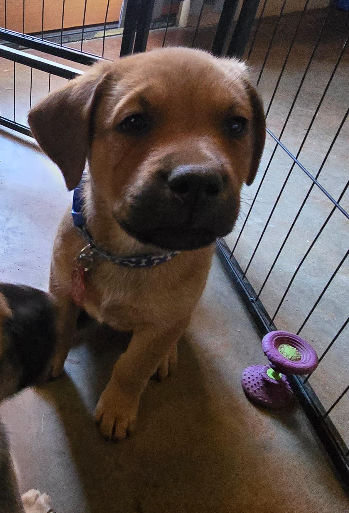 Enlarge Geddy, a Adoptable mixed breed in Oracle, AZ image 4/5