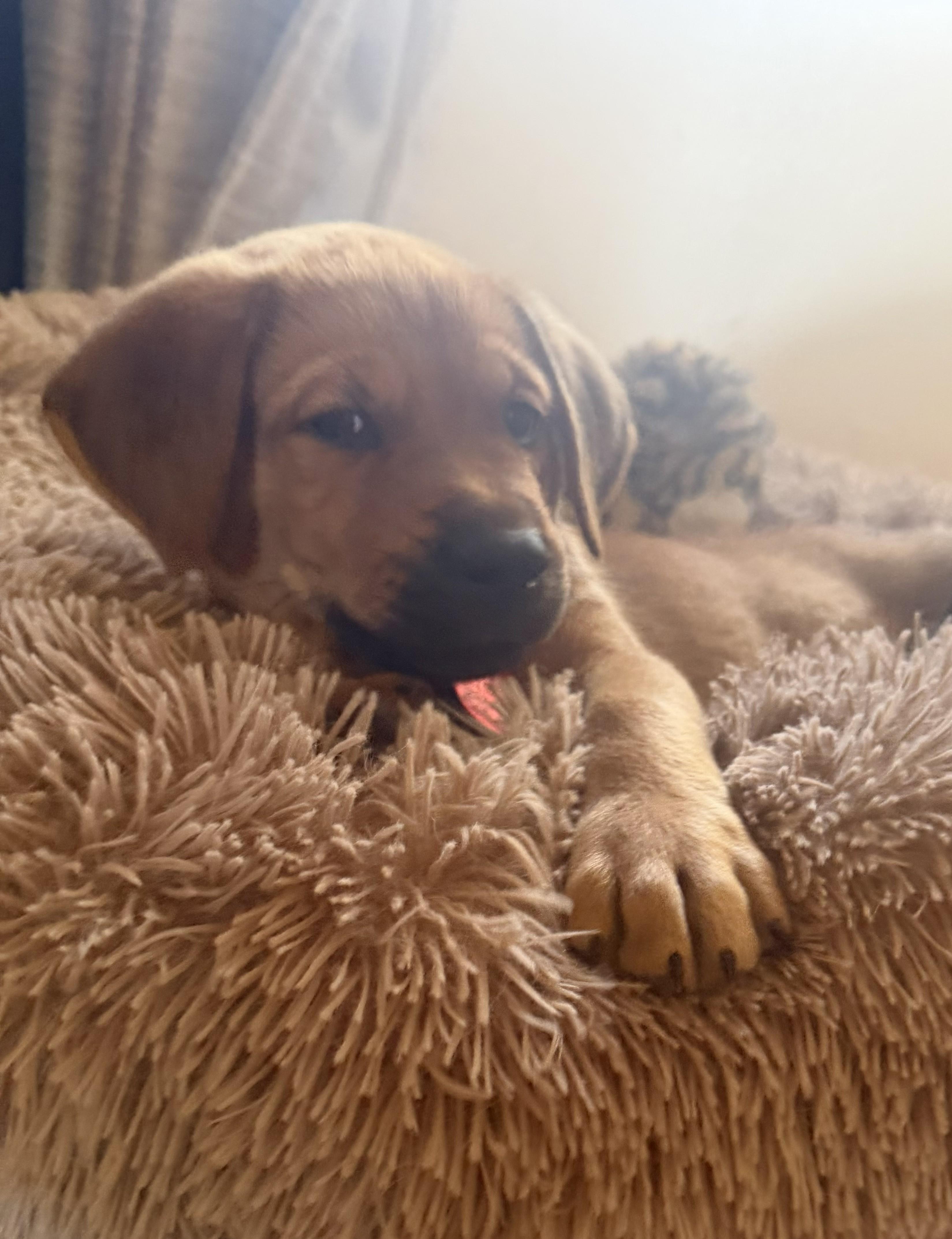 Geddy, Adoptable, Puppy Male Golden Retriever & Australian Shepherd.