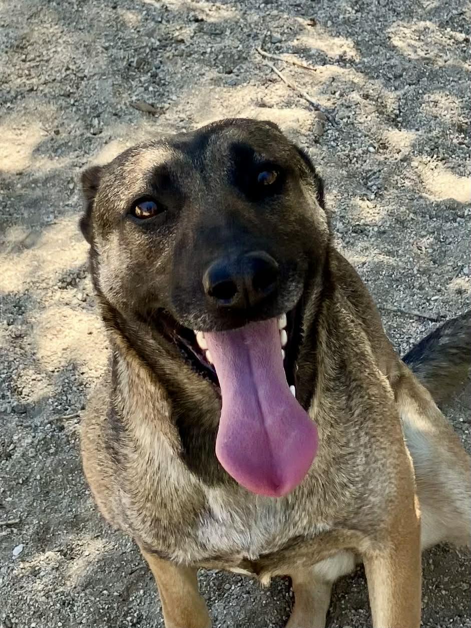 Enlarge Rylee, a Adoptable Belgian Shepherd / Malinois in Vancouver, WA image 1/6