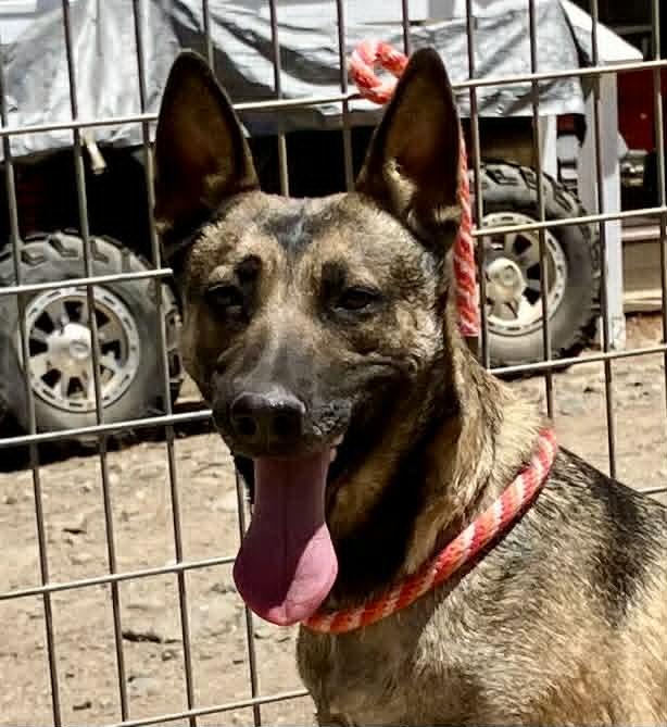 Enlarge Rylee, a Adoptable Belgian Shepherd / Malinois in Vancouver, WA image 2/6
