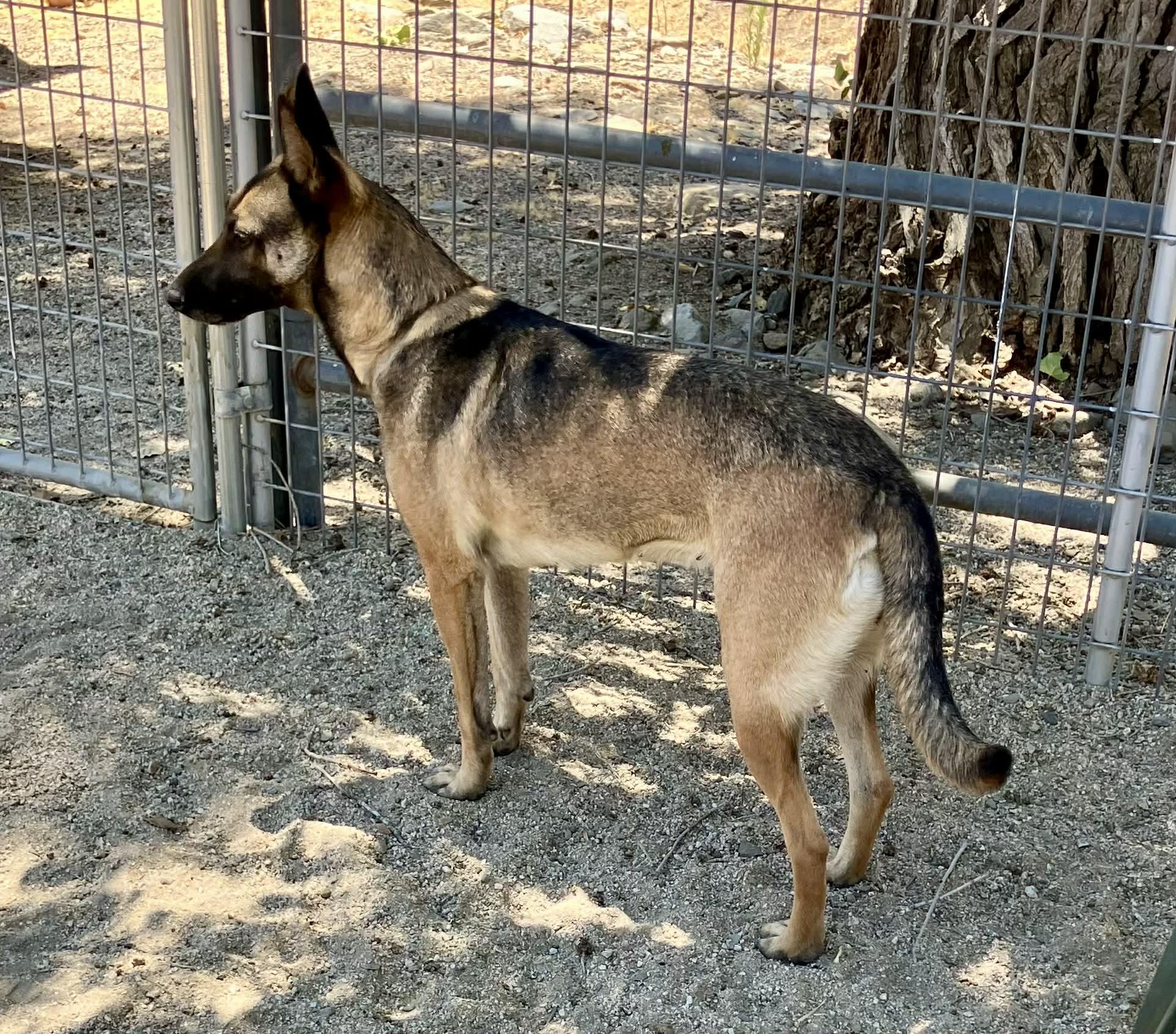 Enlarge Rylee, a Adoptable Belgian Shepherd / Malinois in Vancouver, WA image 3/6