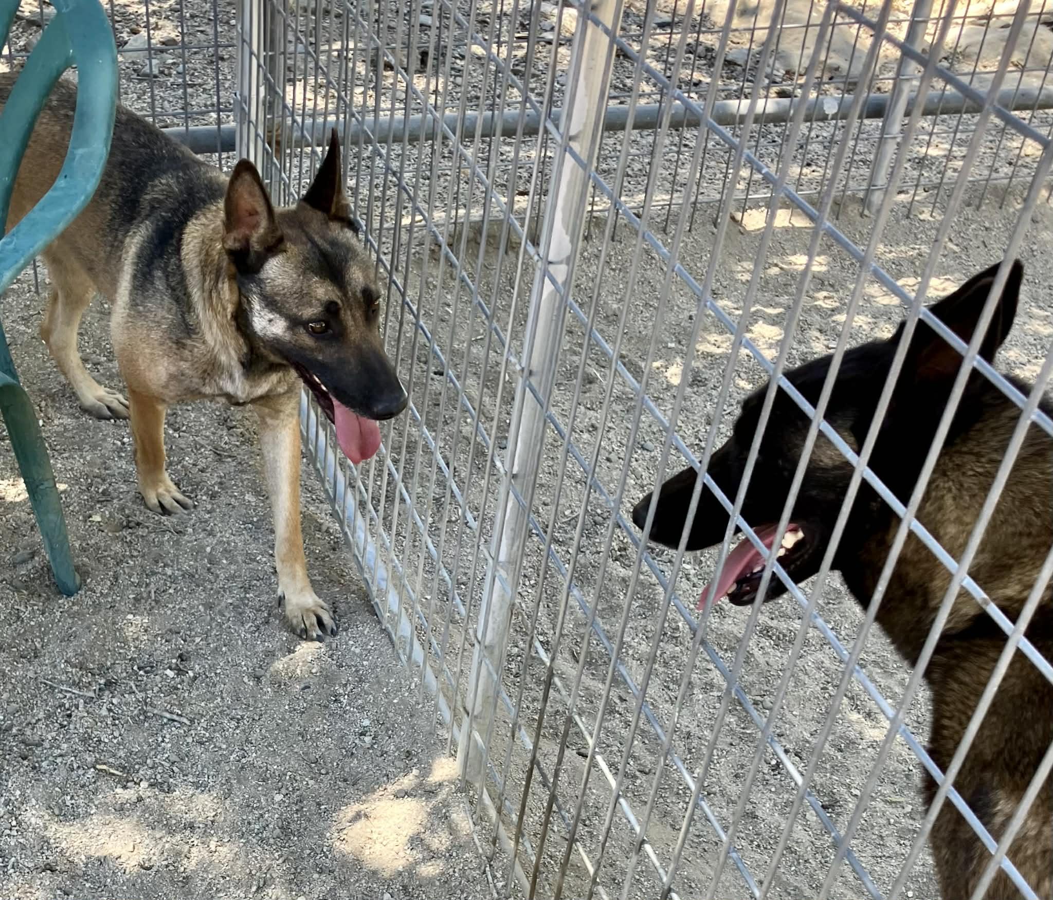 Enlarge Rylee, a Adoptable Belgian Shepherd / Malinois in Vancouver, WA image 4/6