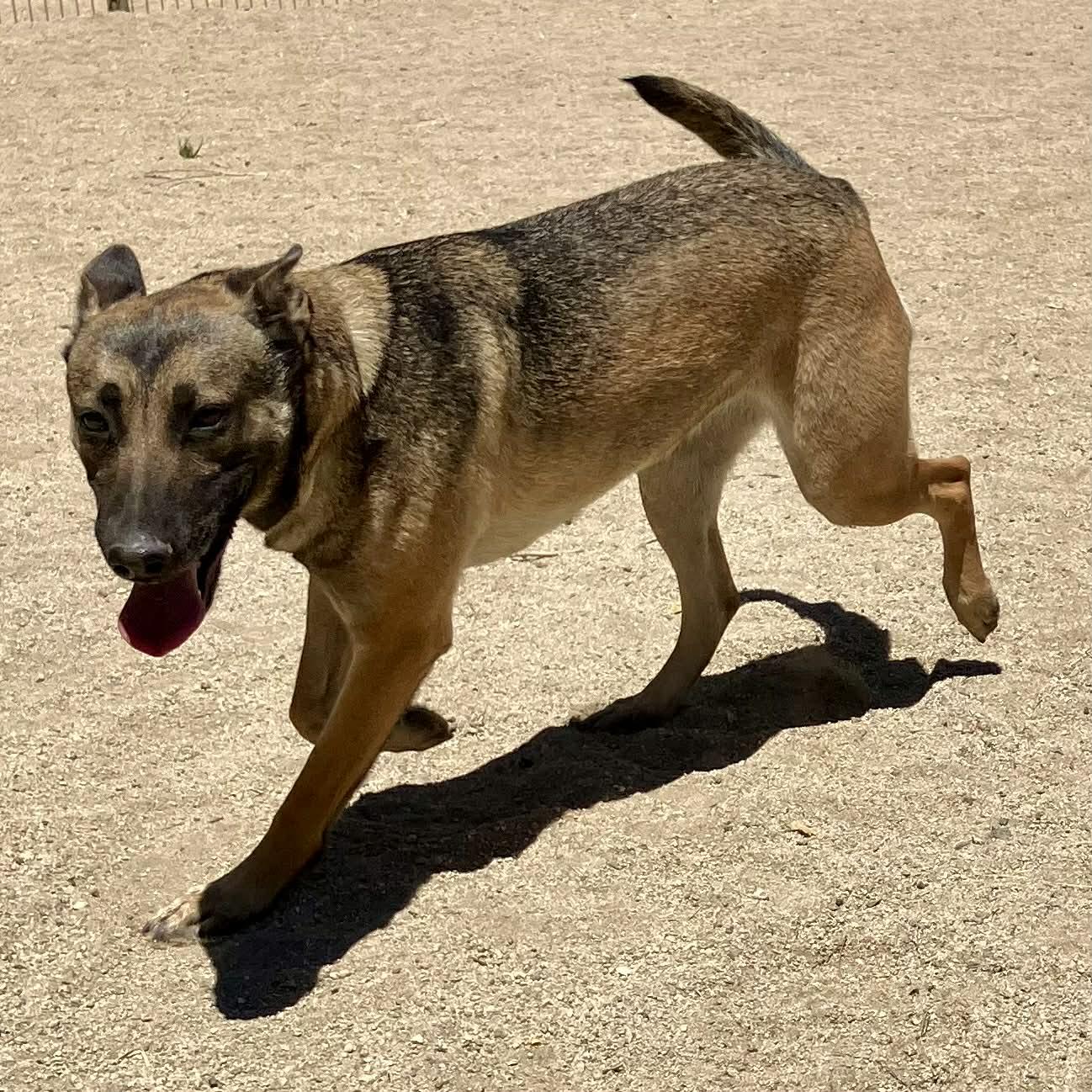 Enlarge Rylee, a Adoptable Belgian Shepherd / Malinois in Vancouver, WA image 5/6