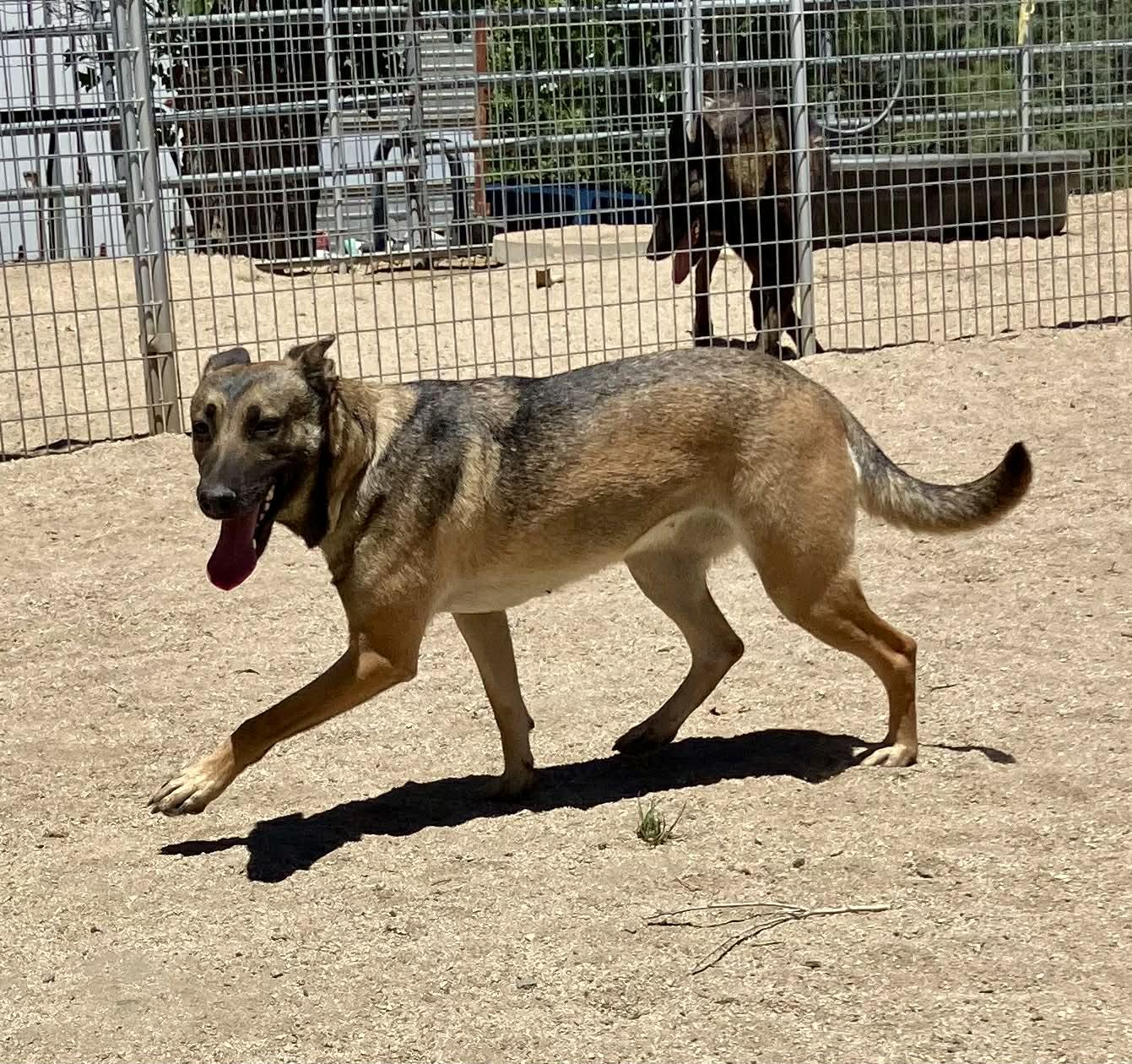 Enlarge Rylee, a Adoptable Belgian Shepherd / Malinois in Vancouver, WA image 6/6