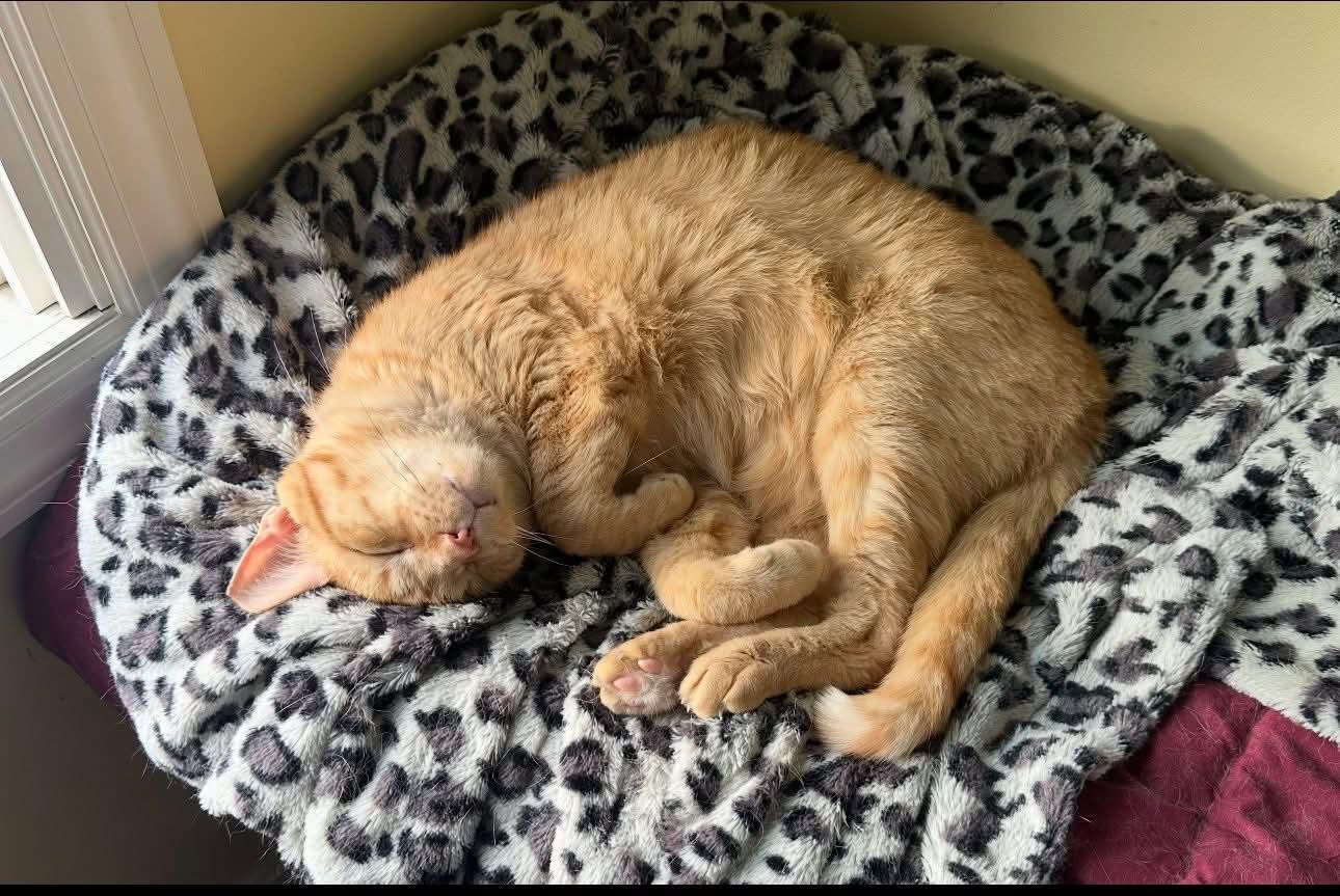 Goldfish, Adoptable, Adult Male Domestic Short Hair.