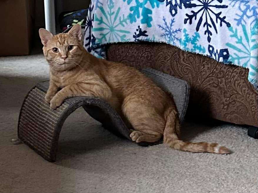 Goldfish, Adoptable, Adult Male Domestic Short Hair.