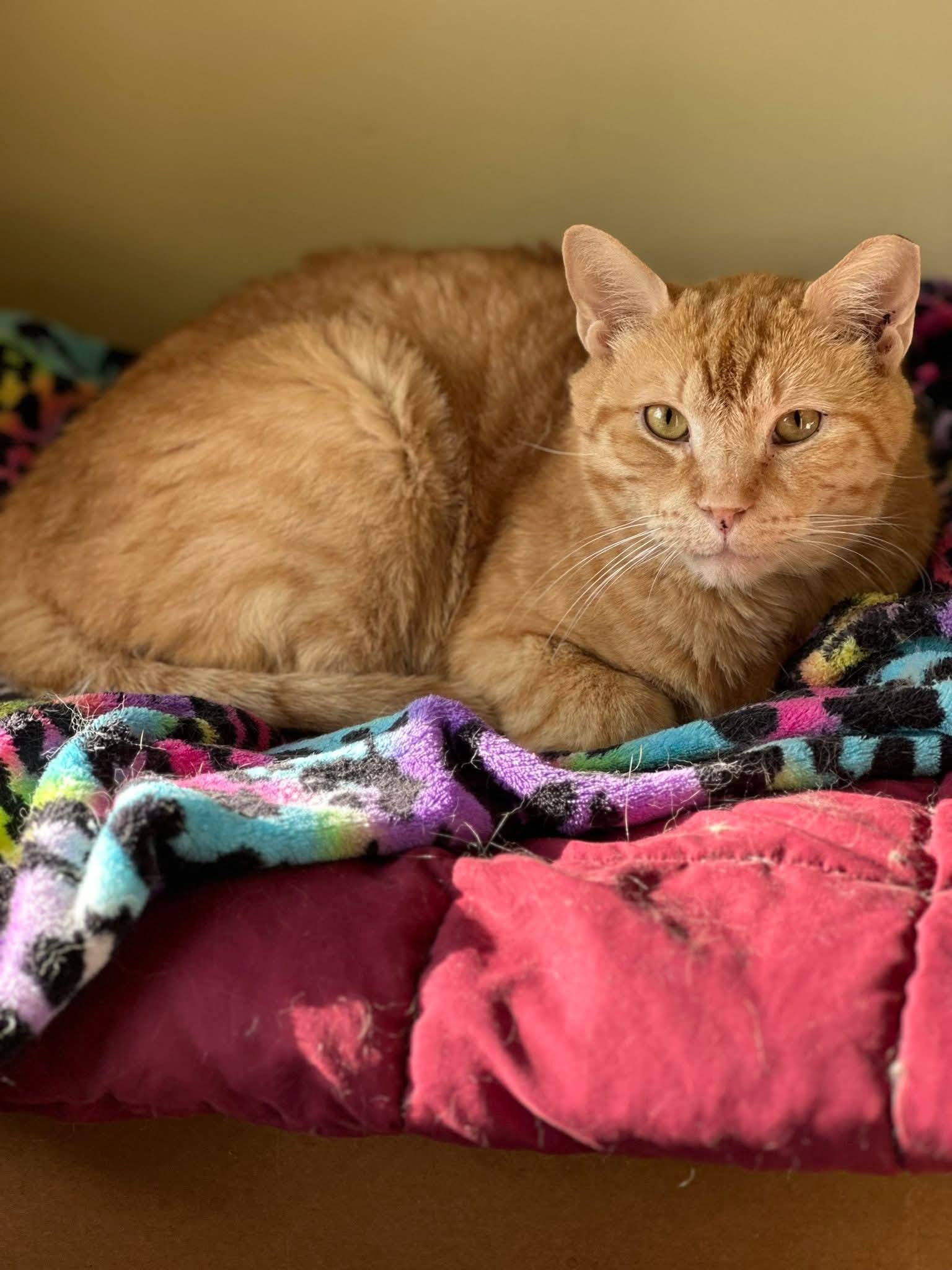 Enlarge Goldfish, a Adoptable Domestic Short Hair in Carnegie, PA image 3/5