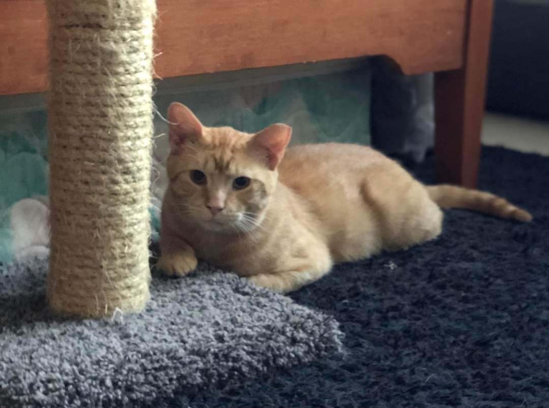 Enlarge Goldfish, a Adoptable Domestic Short Hair in Carnegie, PA image 4/5