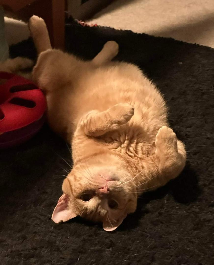 Enlarge Goldfish, a Adoptable Domestic Short Hair in Carnegie, PA image 5/5