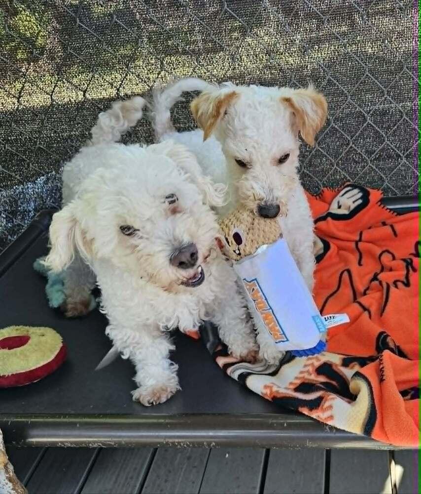 Luna, a Adopted mixed breed in Santa Rosa, CA image 2/2