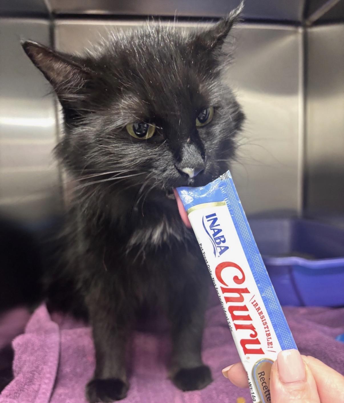 Breanne, ADOPTABLE, Adult Female Domestic Long Hair.