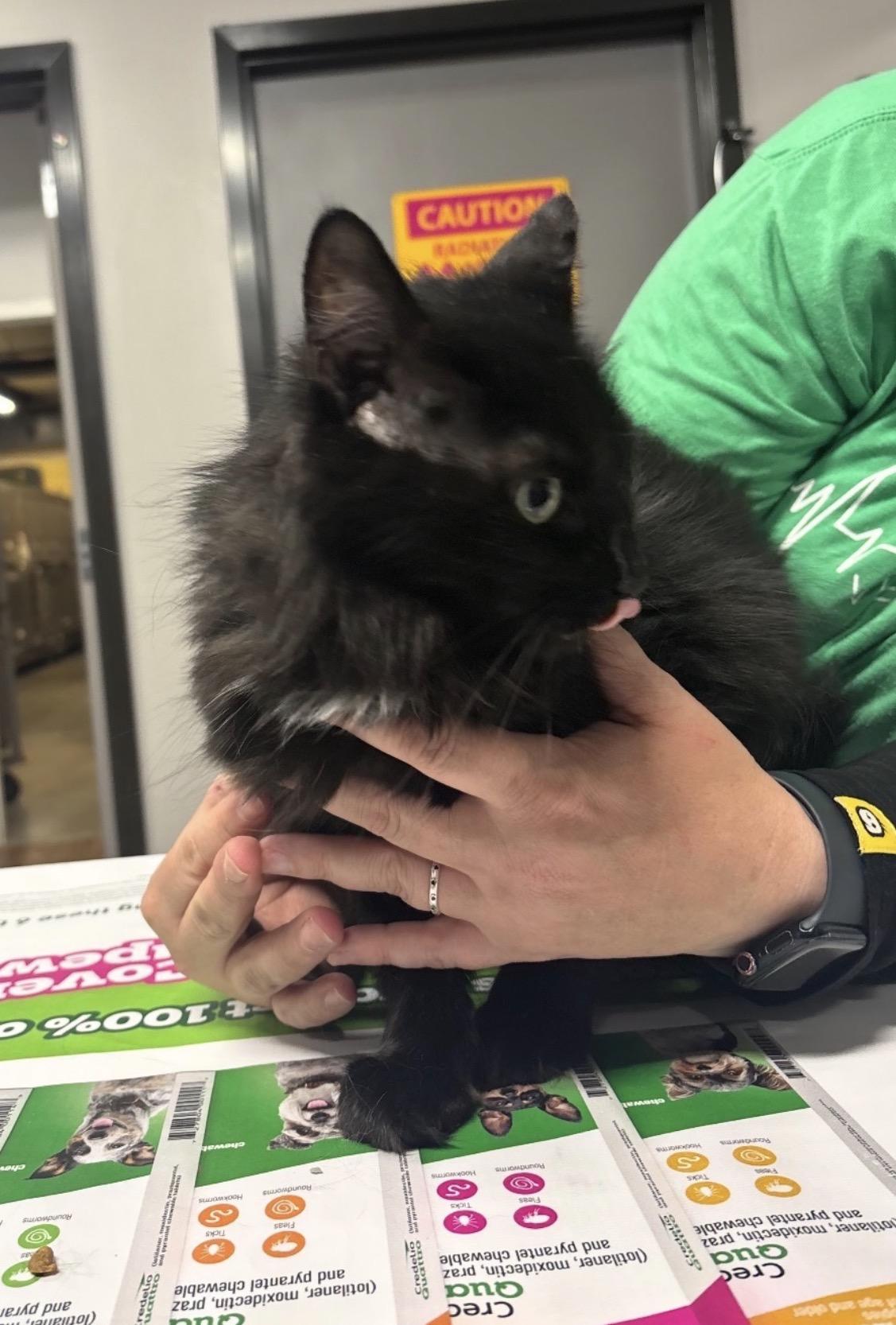 Breanne, a ADOPTABLE Domestic Long Hair in Herculaneum, MO image 2/2