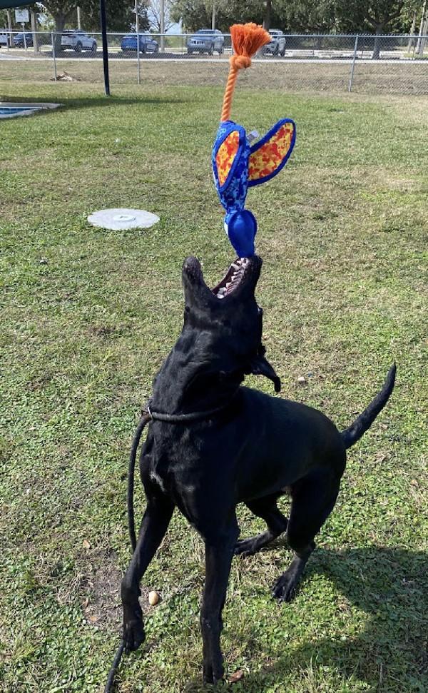 Enlarge Antoinette, a Adoptable mixed breed in Melbourne, FL image 1/5