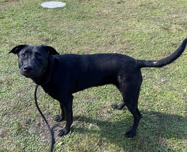 Enlarge Antoinette, a Adoptable mixed breed in Melbourne, FL image 2/5